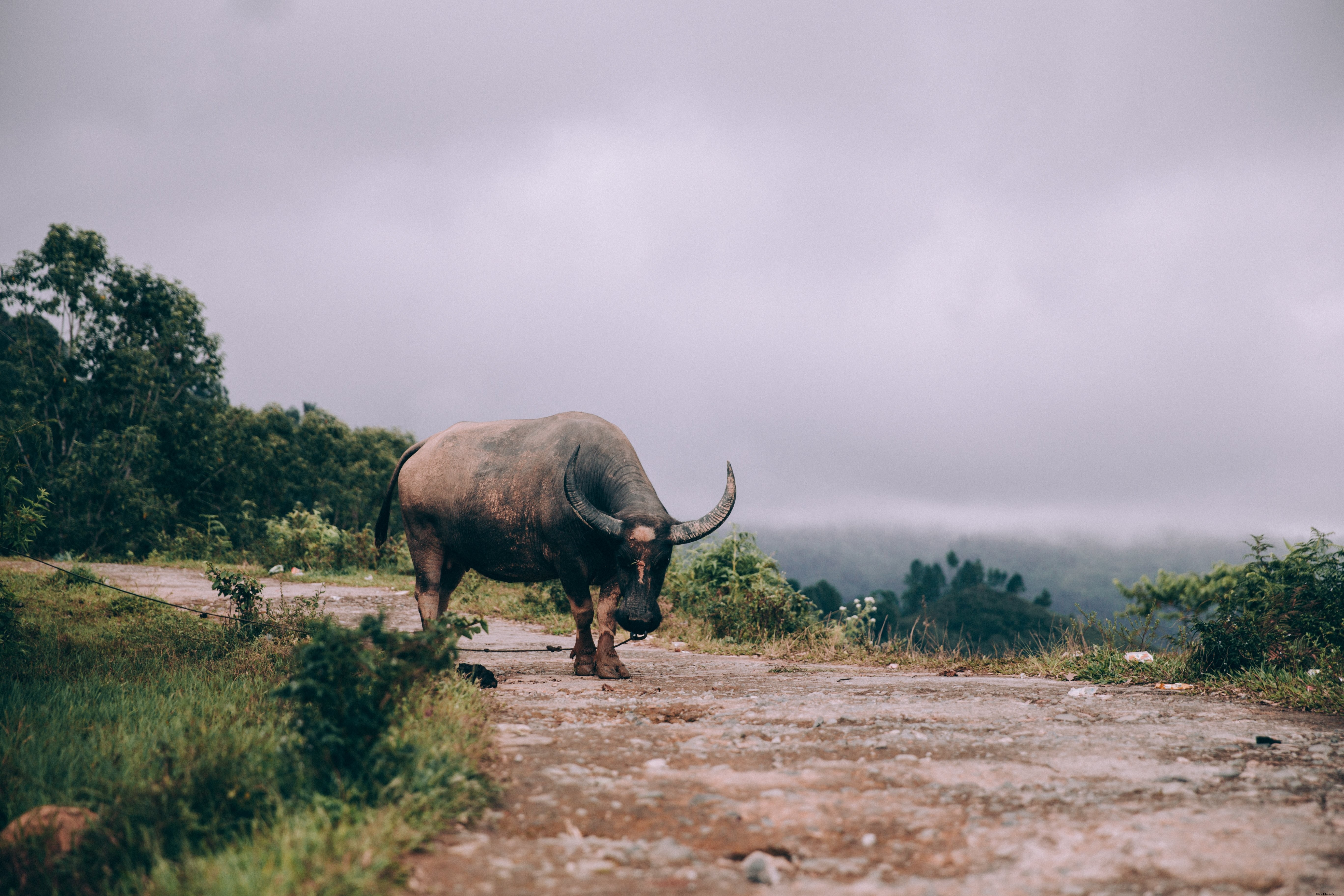 Stunning Photo: Water Buffalo Tied Along Dirt Road Overlooking Scenic Valley