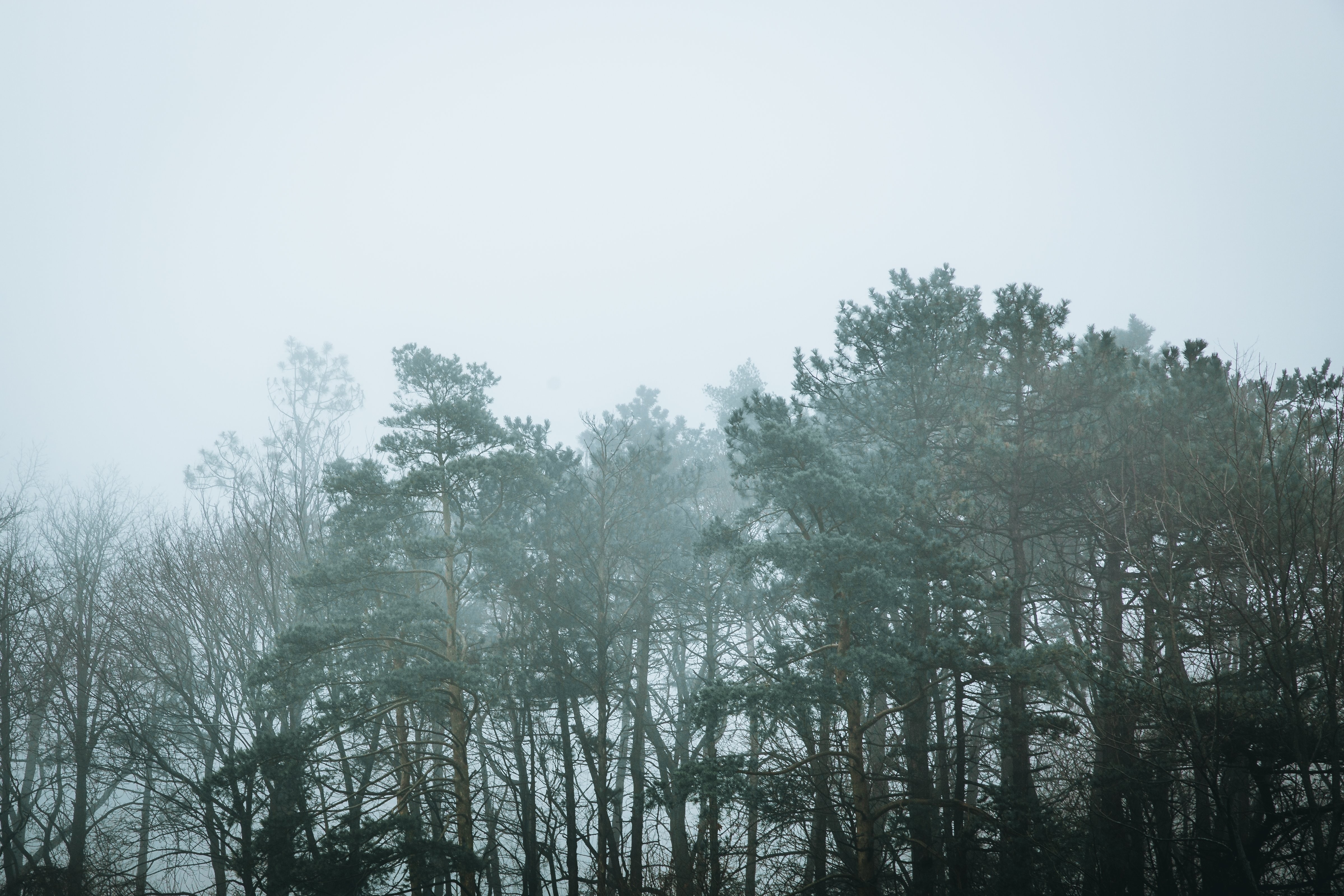 Eerie Treetops Piercing Foggy Forest Canopy: Stunning Atmospheric Photo