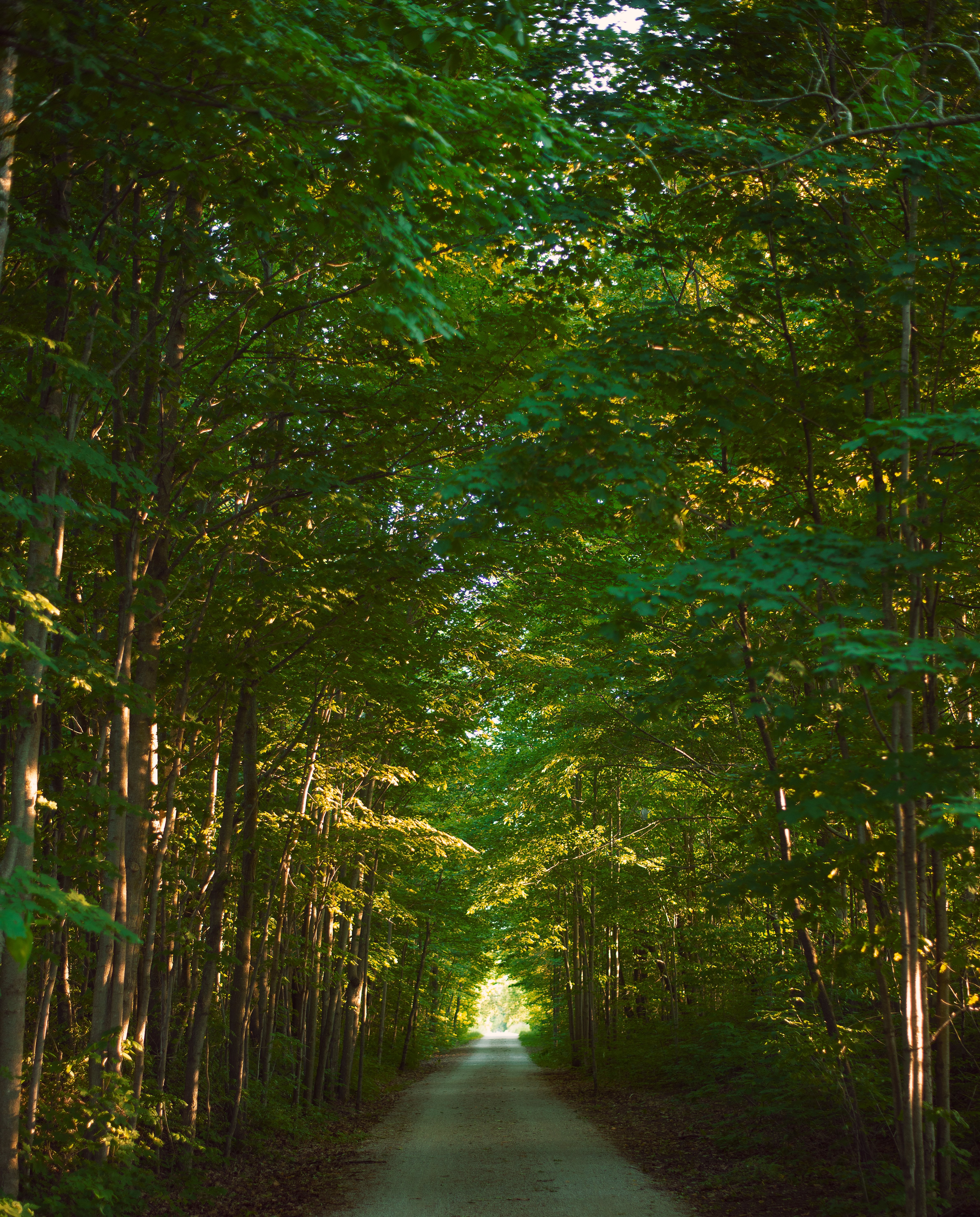 Serene Empty Road Shrouded by Lush Green Trees – Stunning Nature Photo