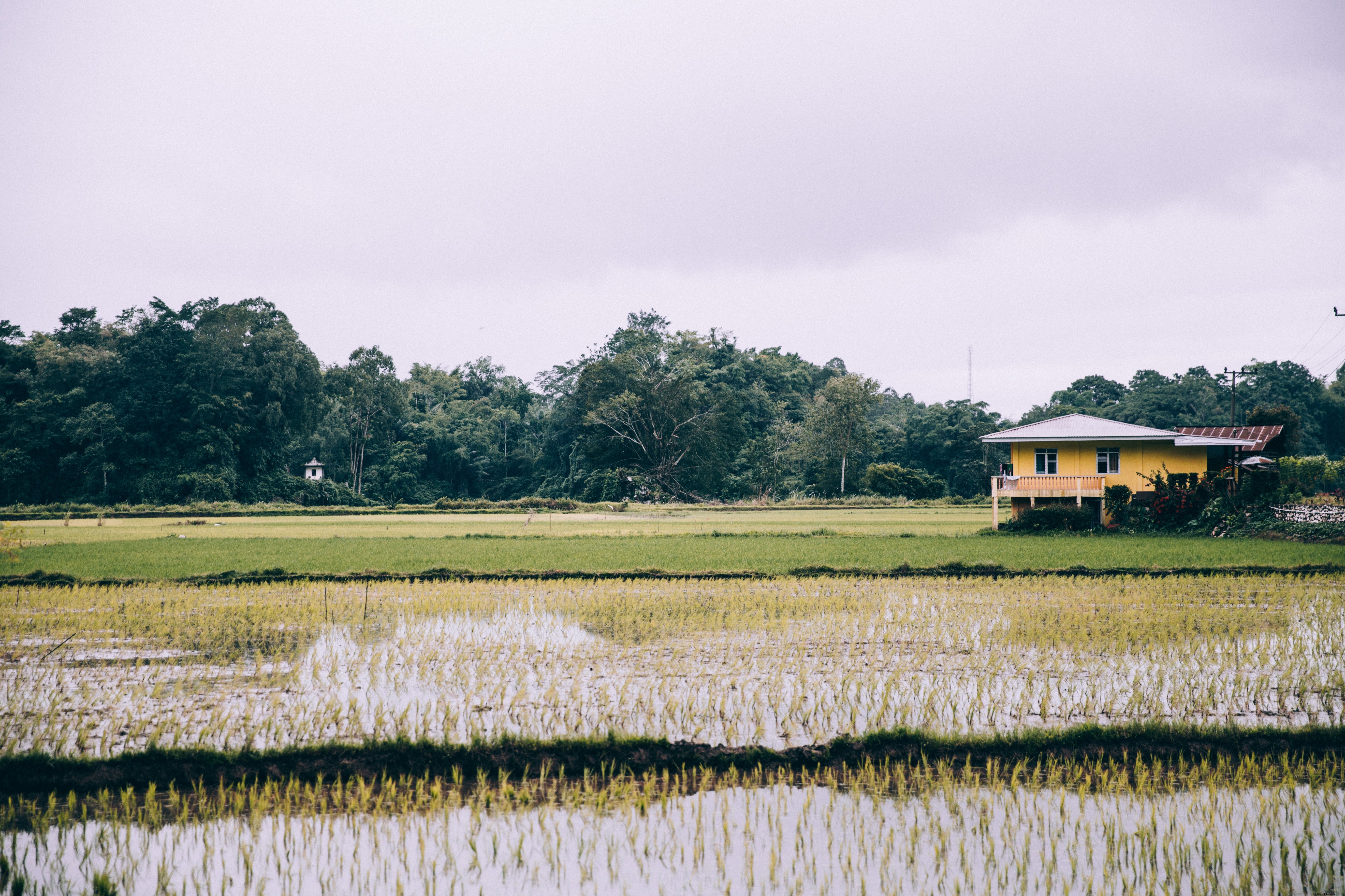 Stunning Yellow House Amidst Lush Rice Paddies – Breathtaking Landscape Photo