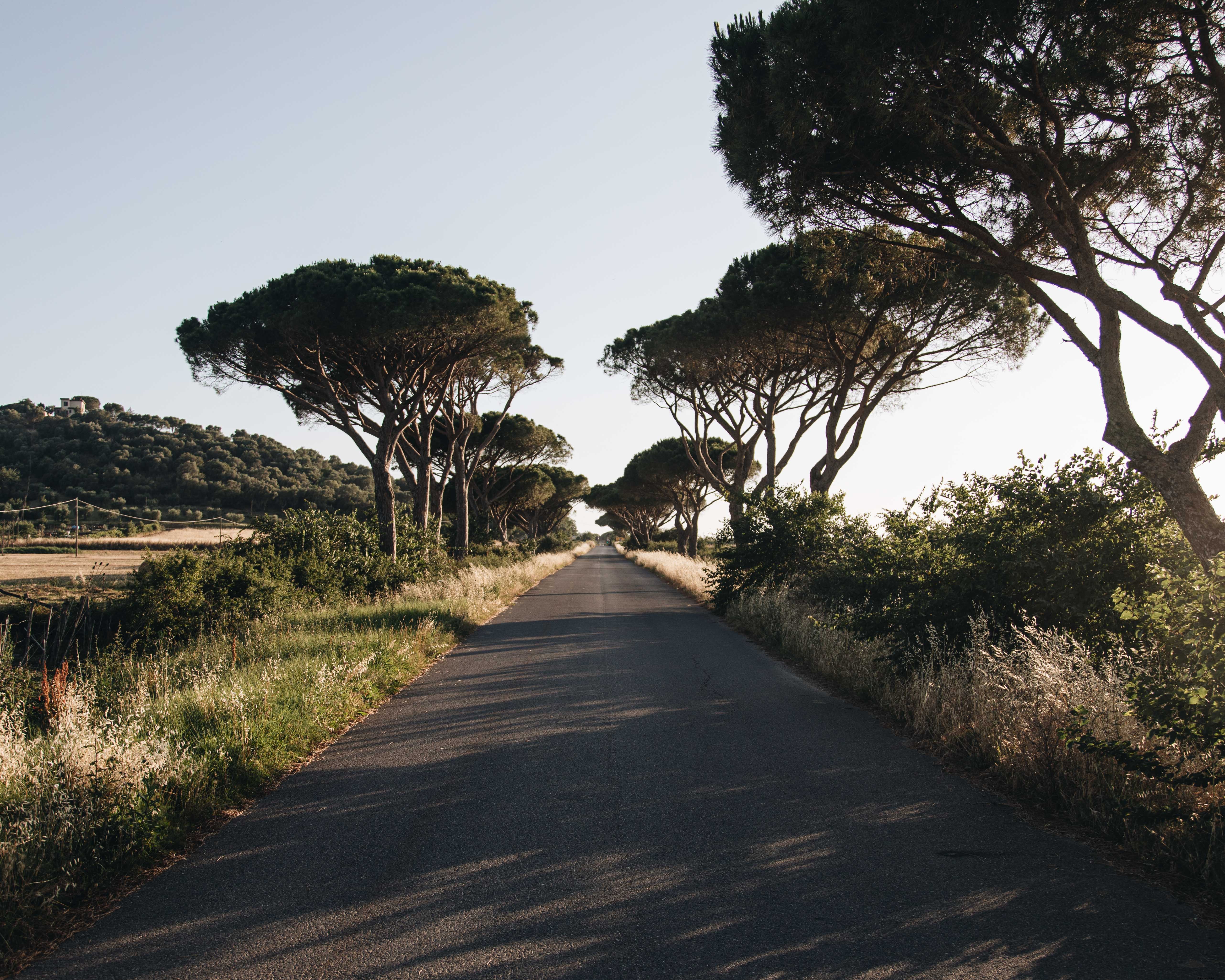 Stunning Tree-Lined Road: A Serene Nature Photography Masterpiece