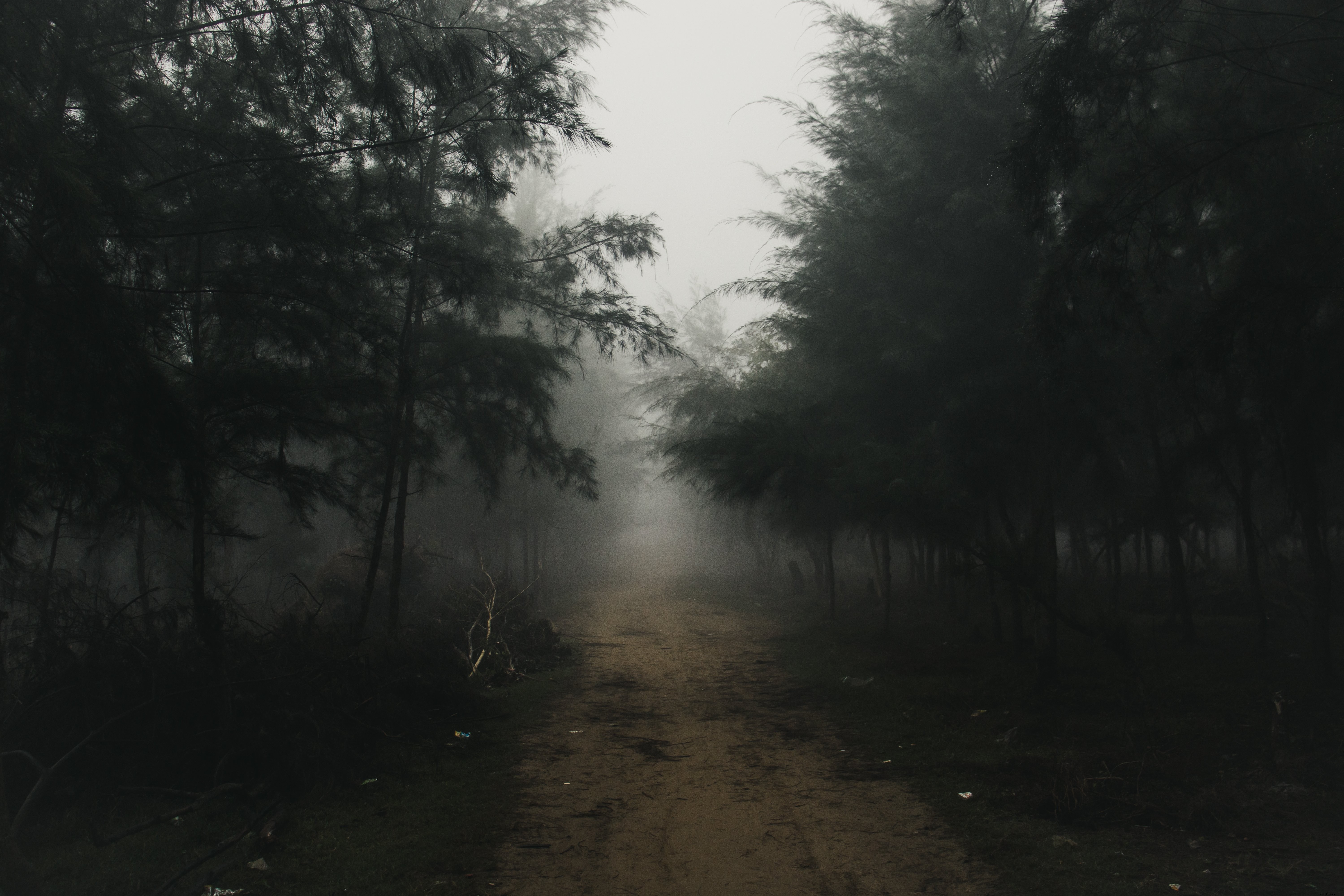 Captivating Tree-Lined Dirt Road Shrouded in Thick Fog – Stunning Landscape Photo