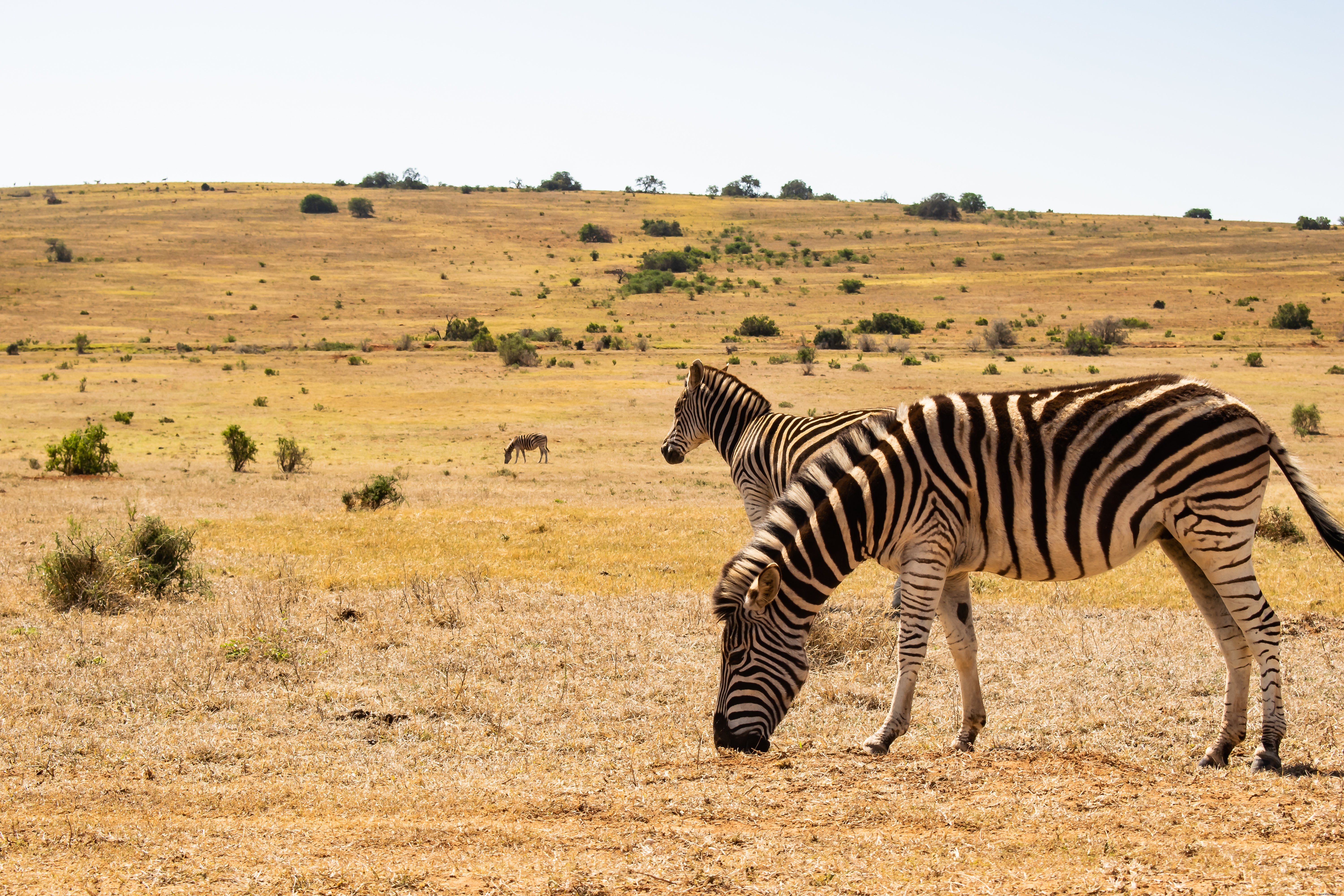 Stunning Zebras Grazing Peacefully in the Vast Desert – Wildlife Photography
