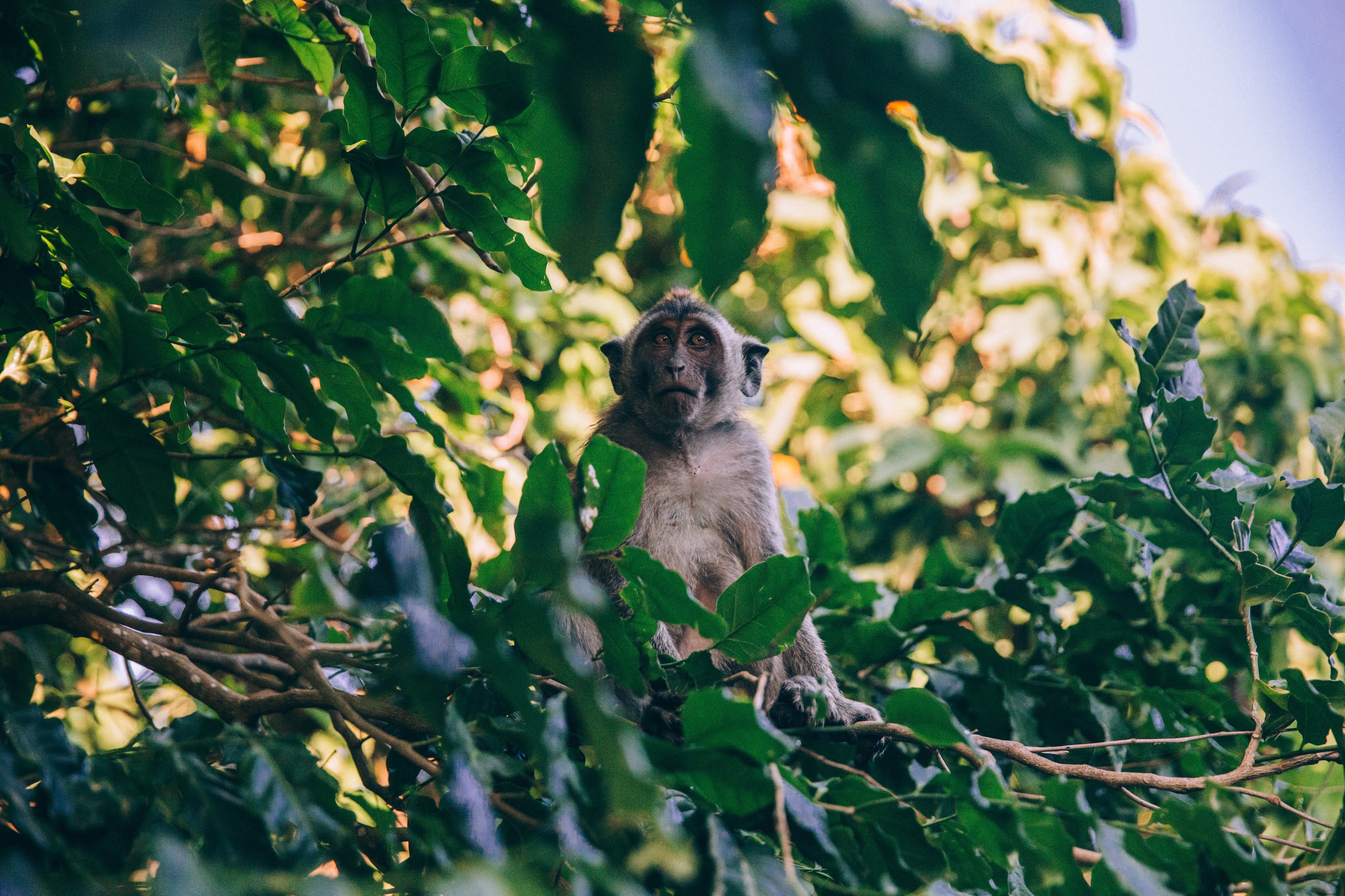 Captivating Photo: Monkey Resting in Lush Foliage
