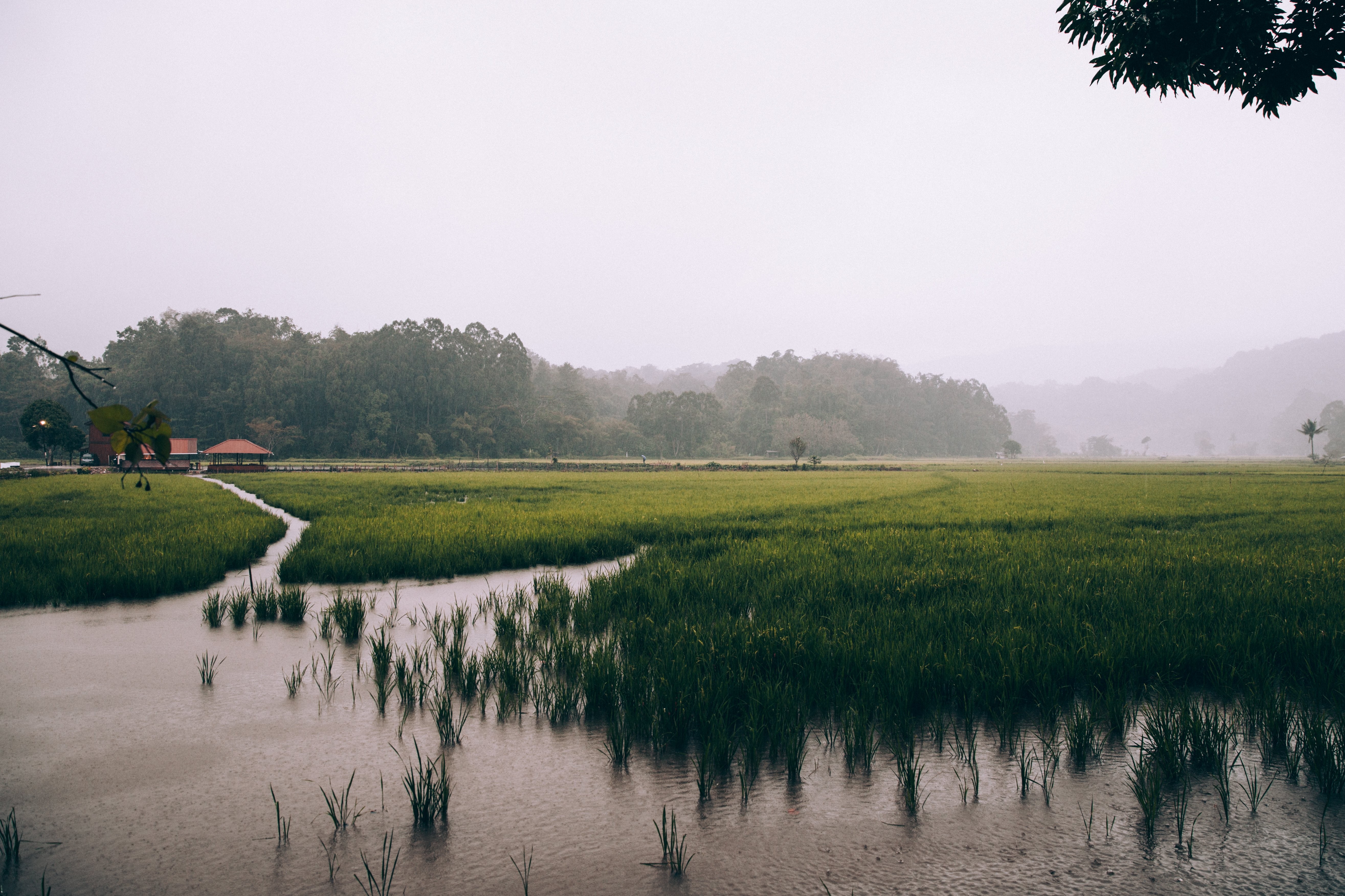 Breathtaking Lush Rice Paddies Shrouded in Mystical Foggy Skies – Stunning Photo