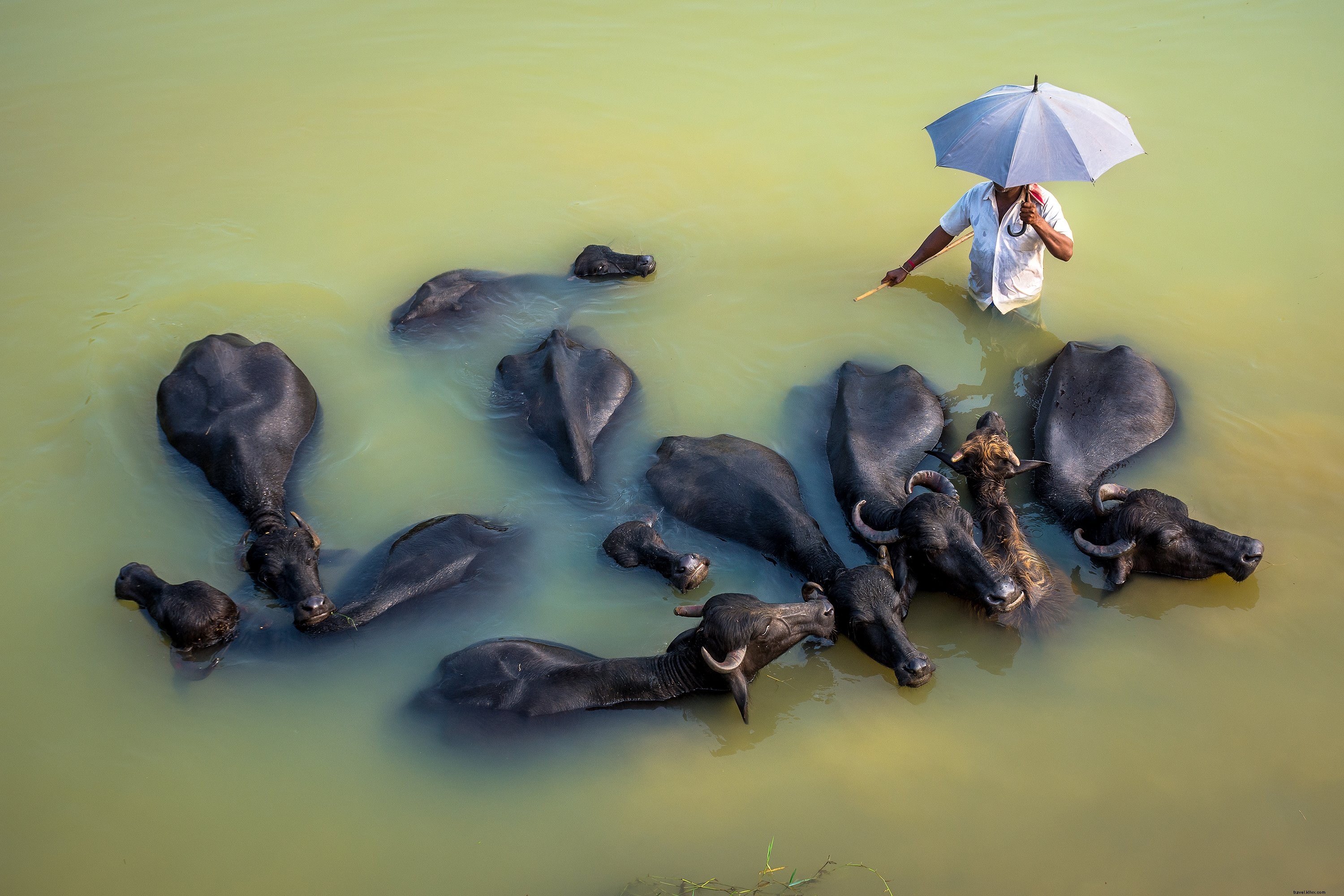Enchanting Photo: Person Holding Umbrella Amid Friendly Animals
