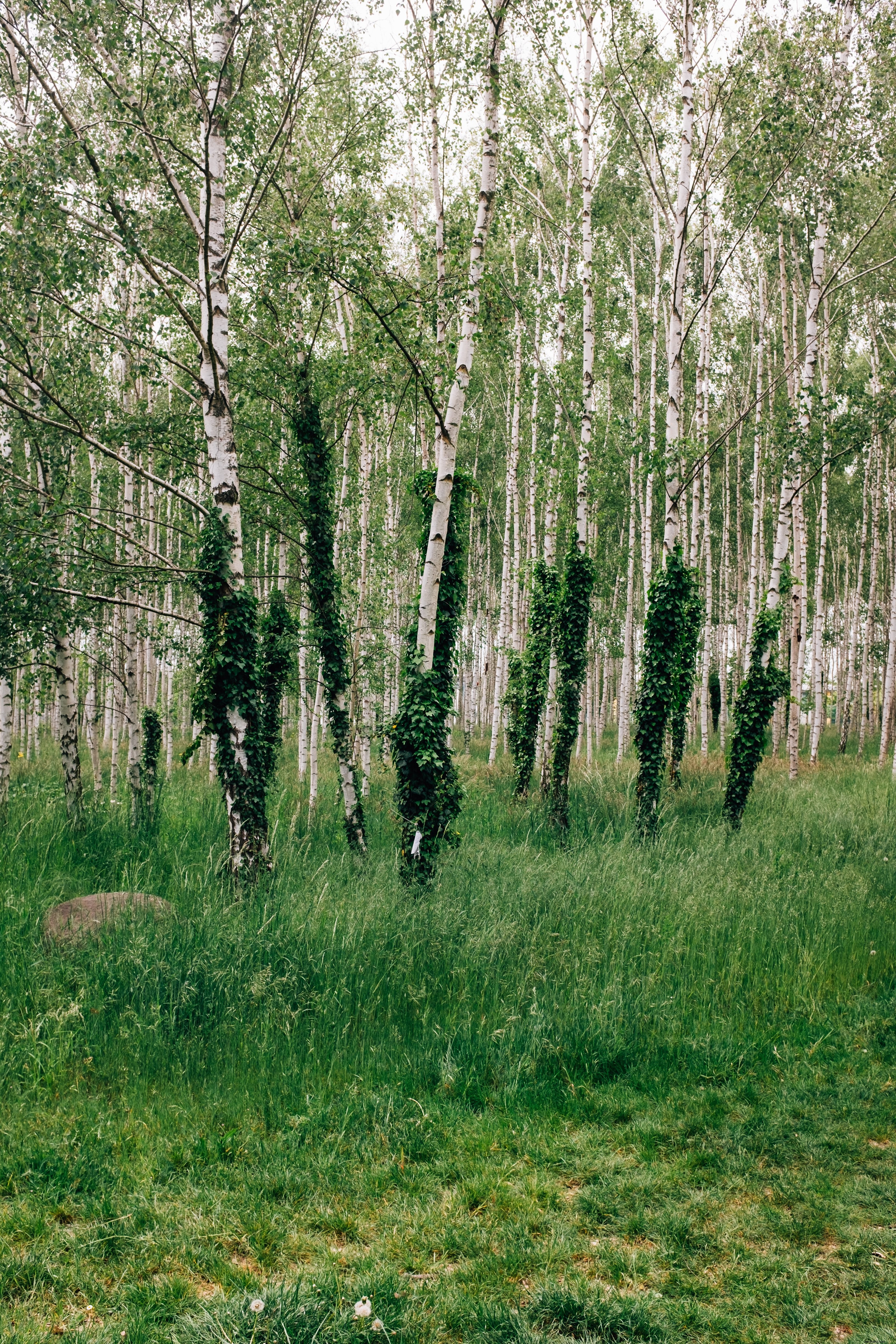 Stunning Lush Birch Forest Photo: Captivating Nature Photography