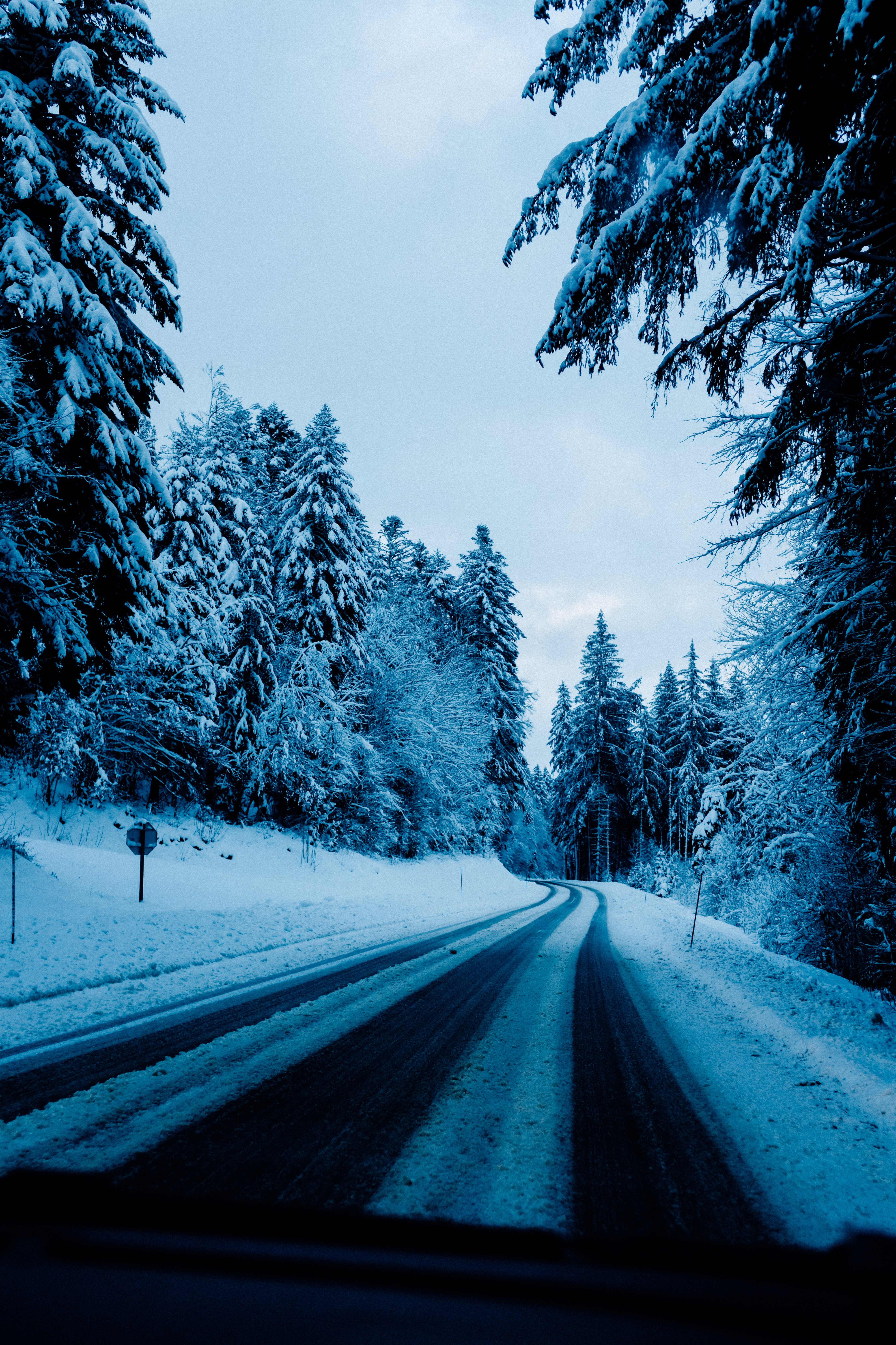 Stunning Snow-Covered Trees Lining a Serene Snowy Road – Winter Landscape Photo