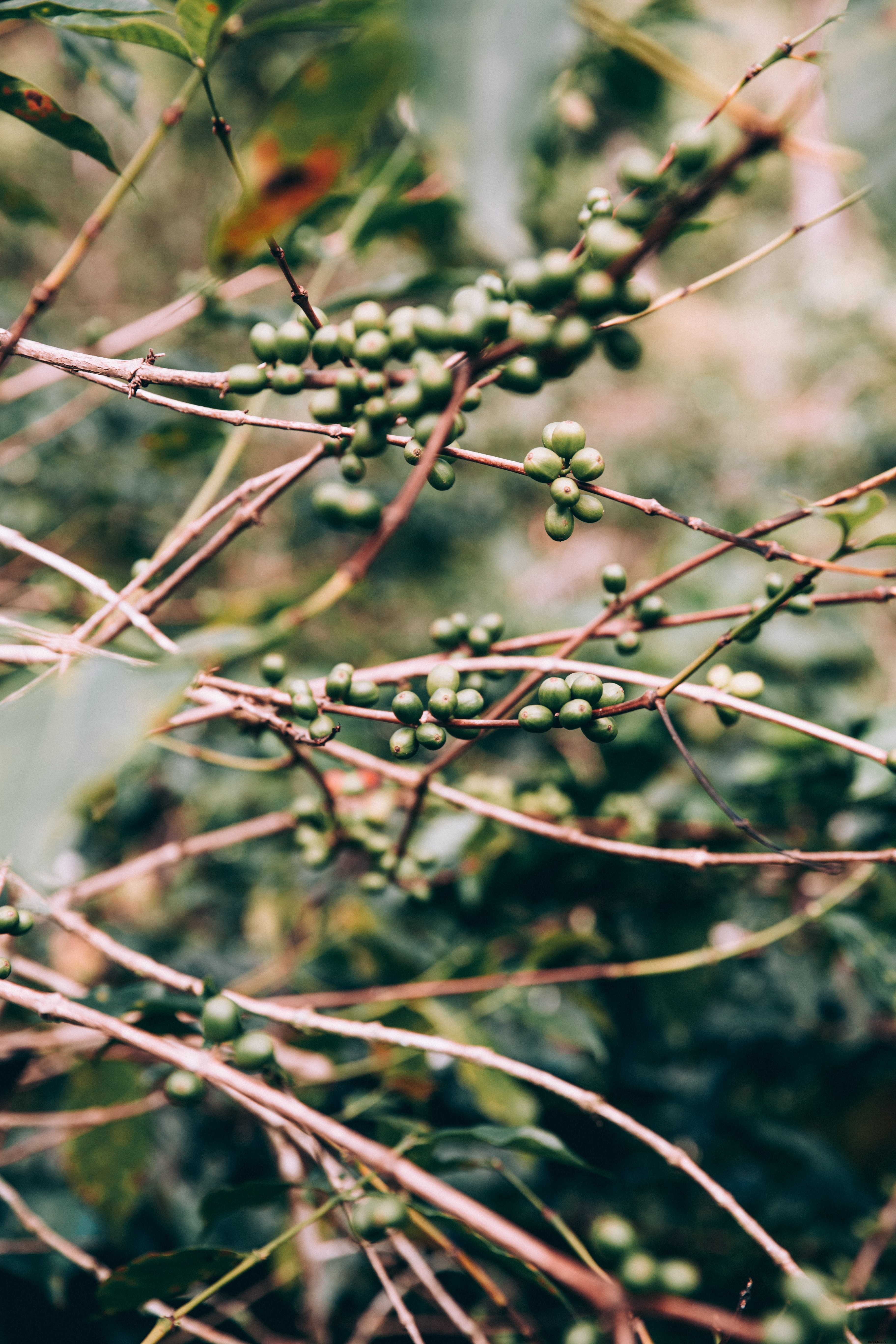 Stunning Photo: Twisted Red Branches Laden with Clusters of Lush Green Fruit