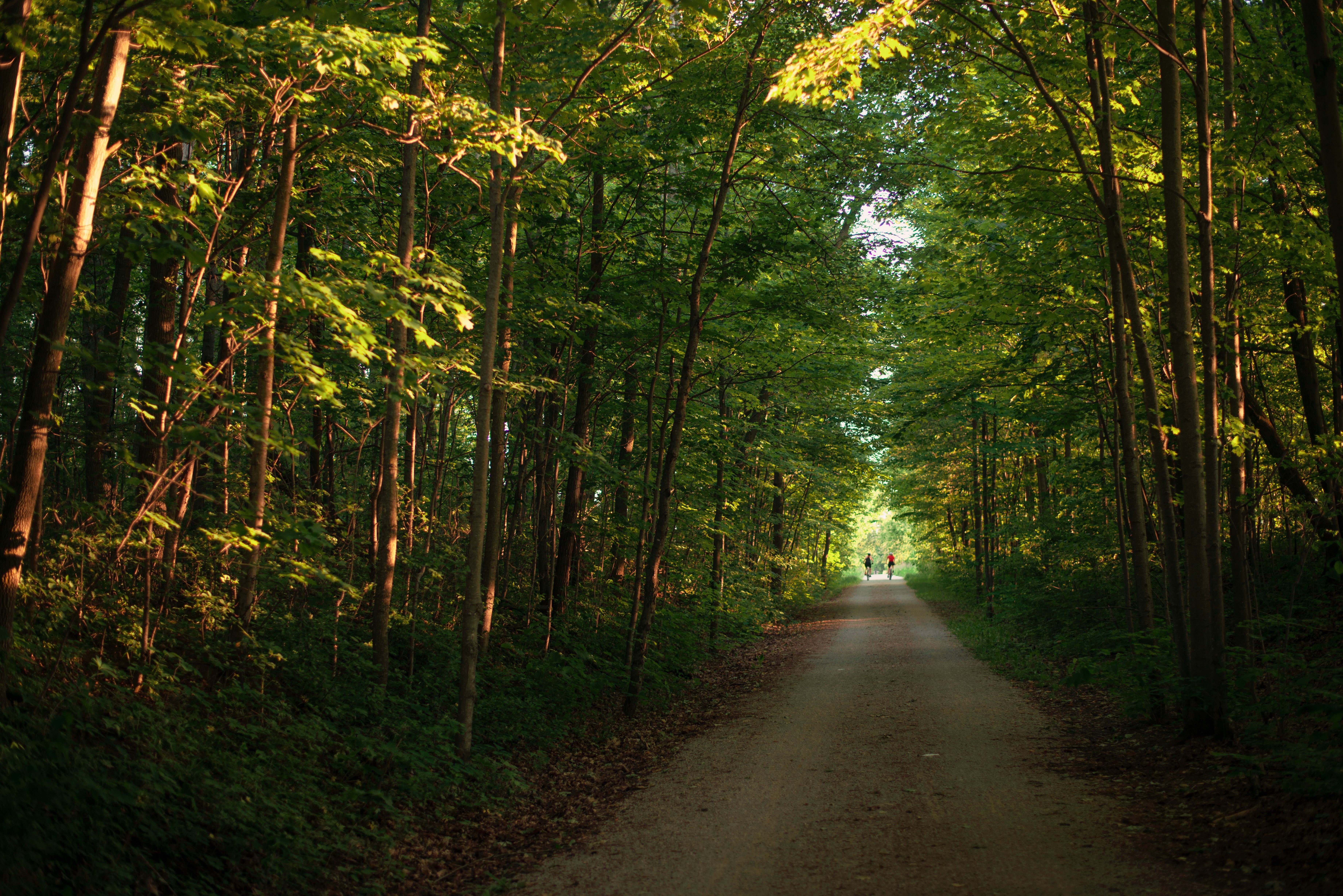 Stunning Photo: Cyclists Riding Along Scenic Woodland Road