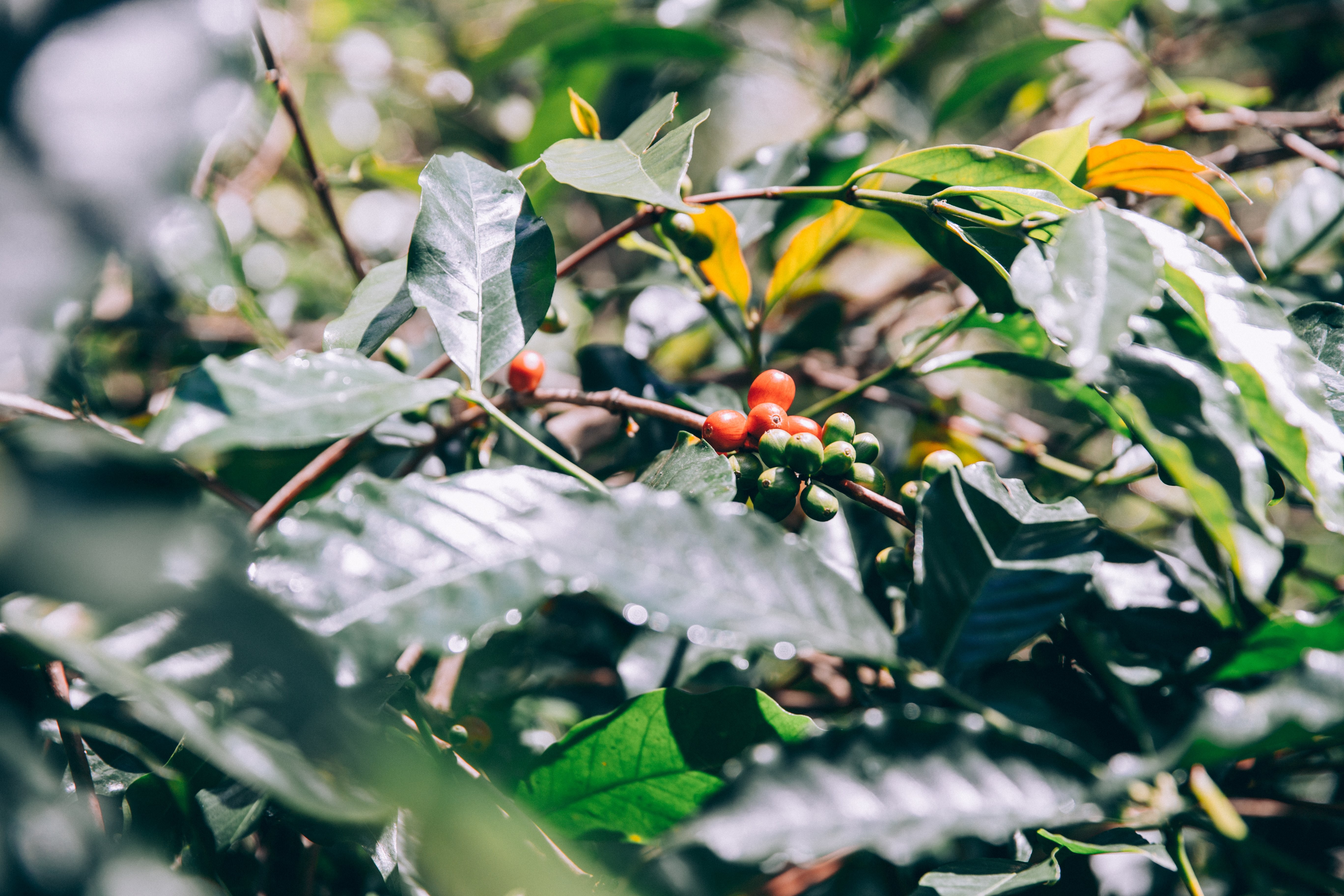 Stunning Photo of Lush Green Tree Leaves, Branches, and Ripe Fruit