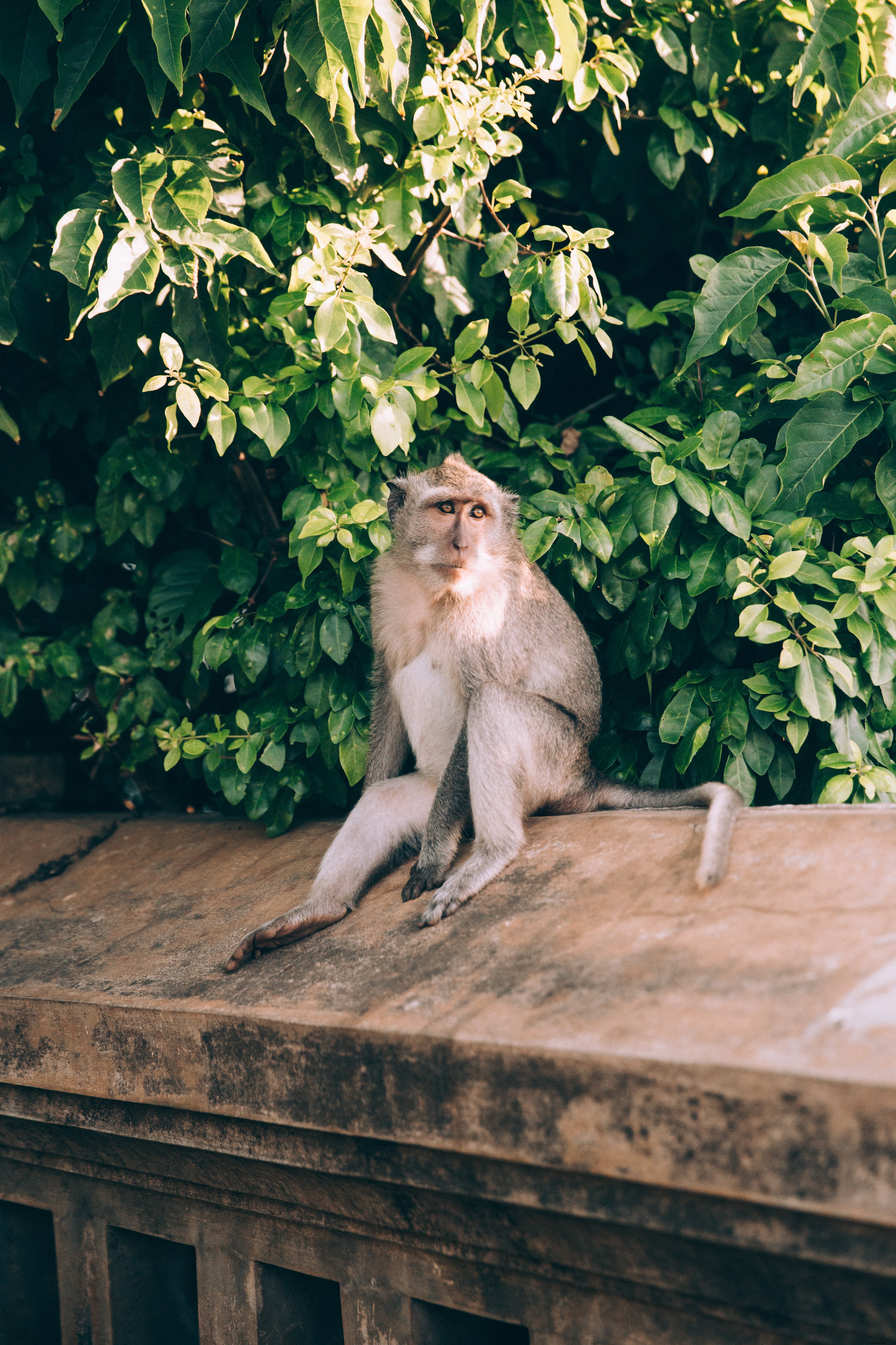 Stunning Photo: Monkey Sunbathing on Stone Wall