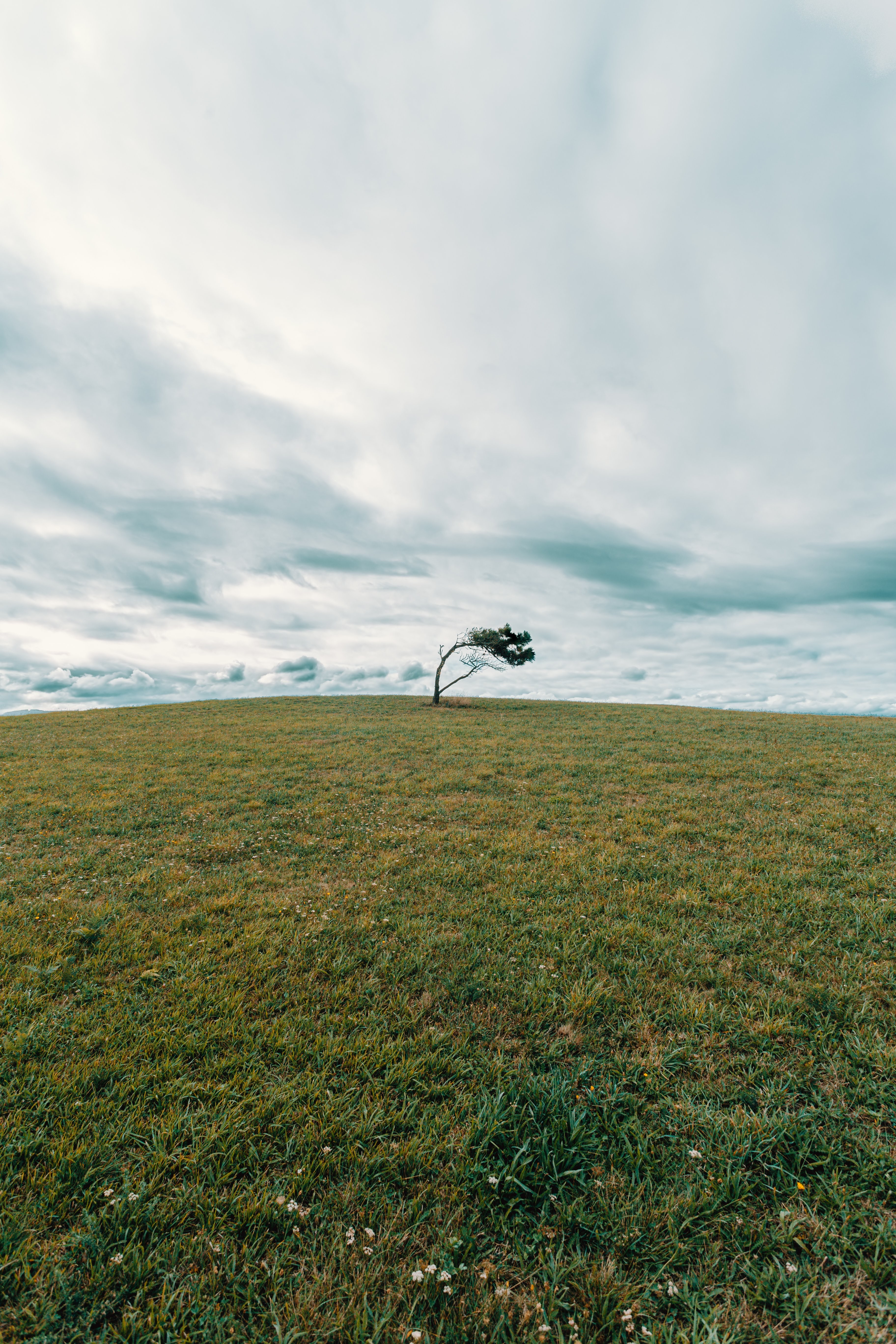 Stunning Lone Tree in Vast Green Grassy Field: Captivating Nature Photo