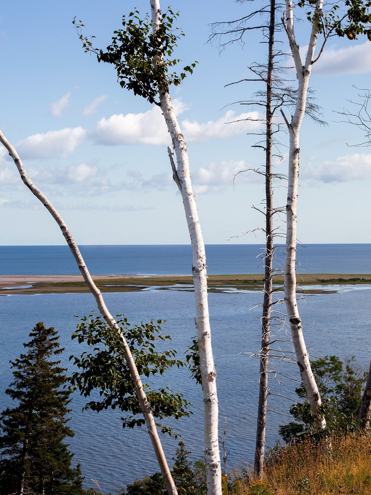 Majestic Birch Trees Overlooking Serene Waters - Stunning Nature Photo