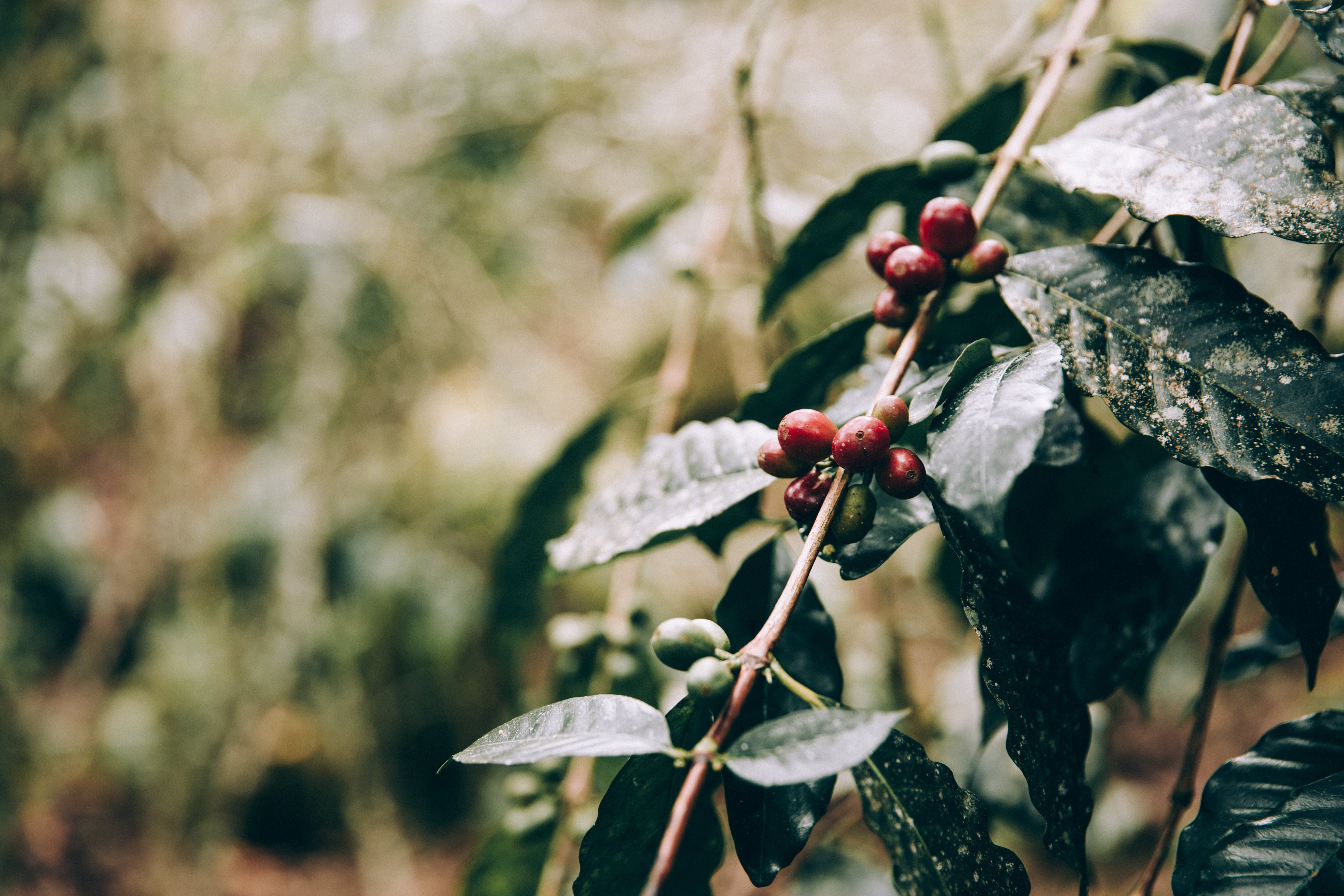 Stunning Crimson Fruits Clinging to Lush Jungle Branches – Captivating Nature Photo