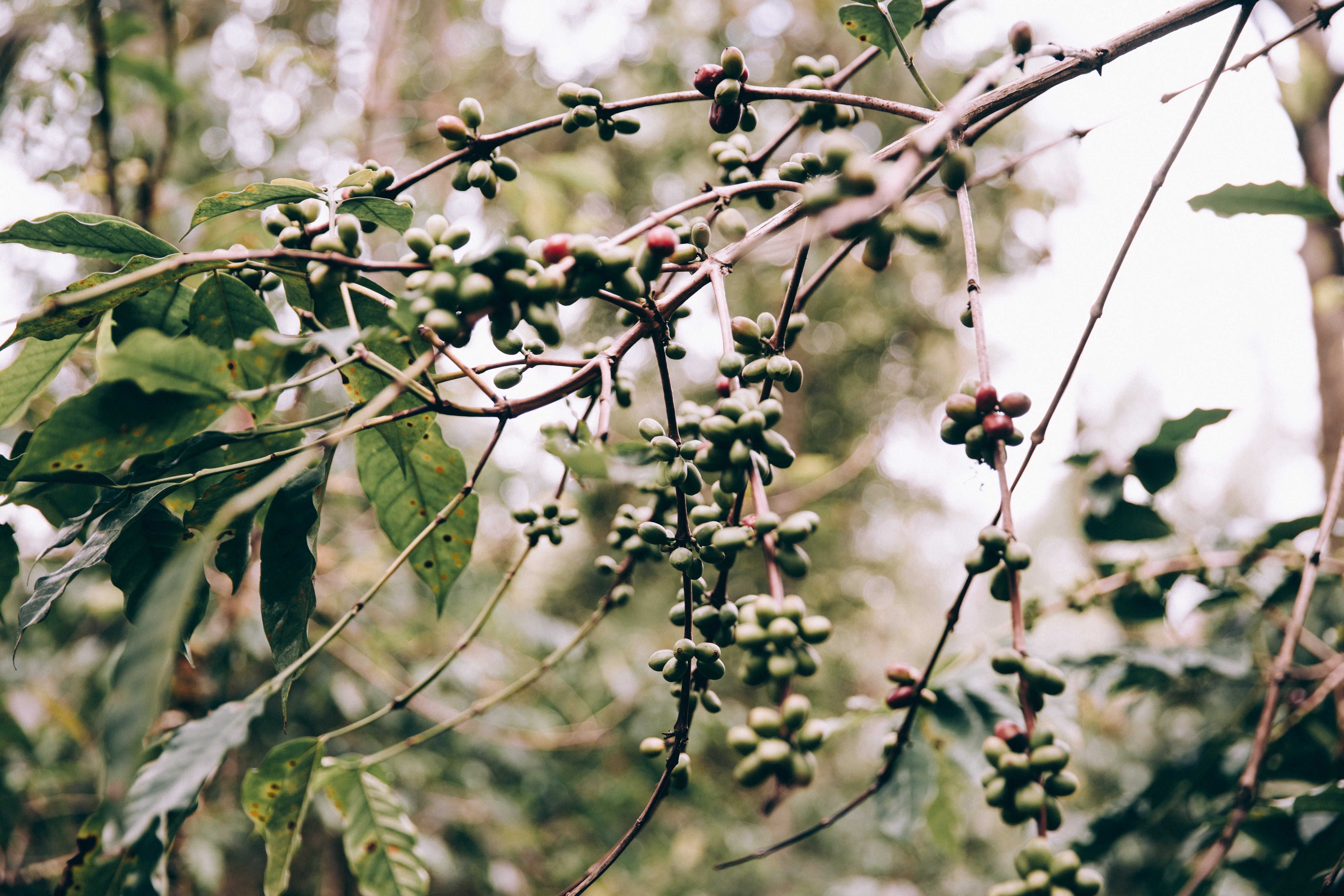 Stunning Photo of Tropical Fruits Hanging from Lush Branches