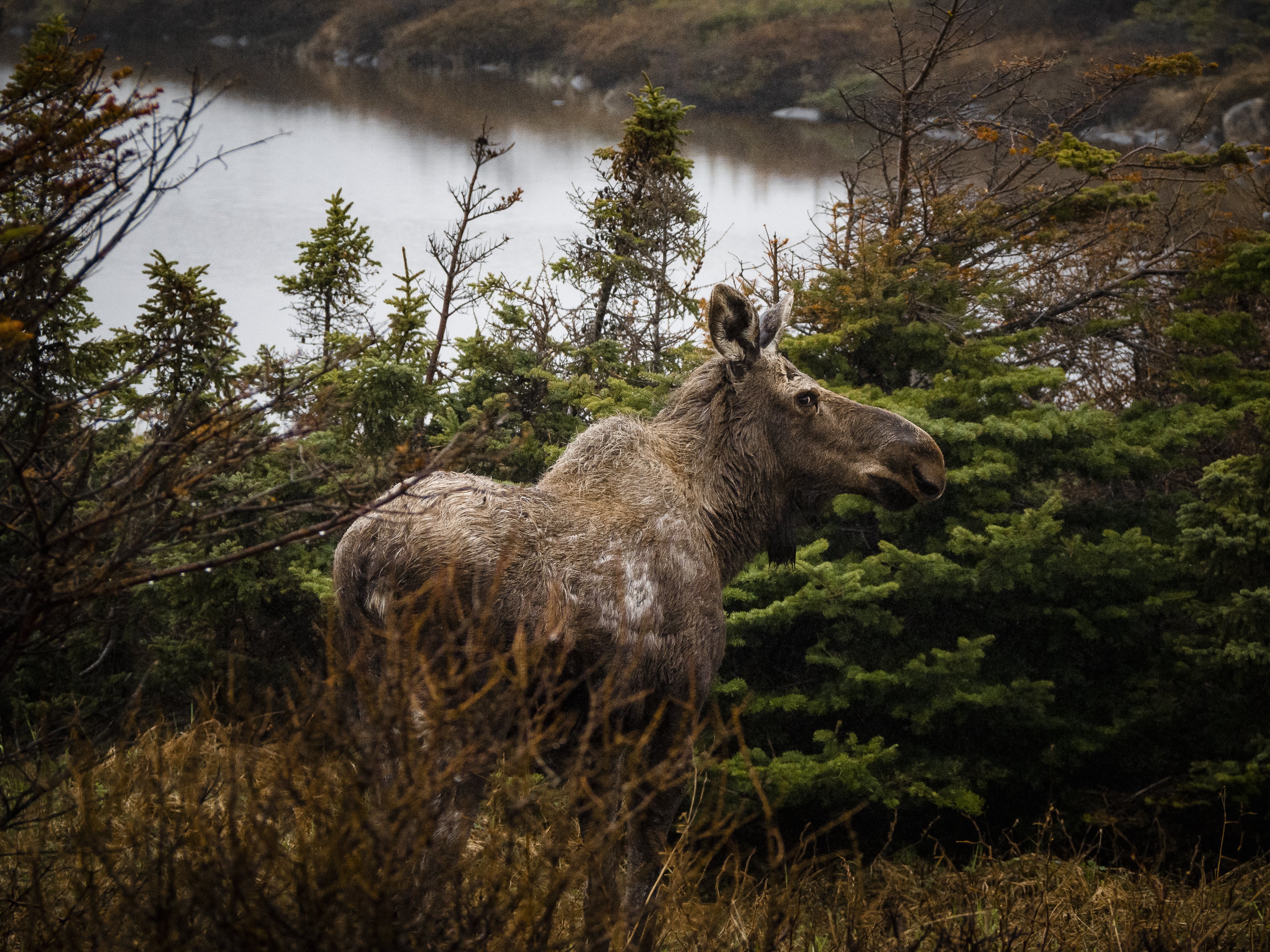 Stunning Wildlife Moment: Moose Spots Photographer in Epic Photo