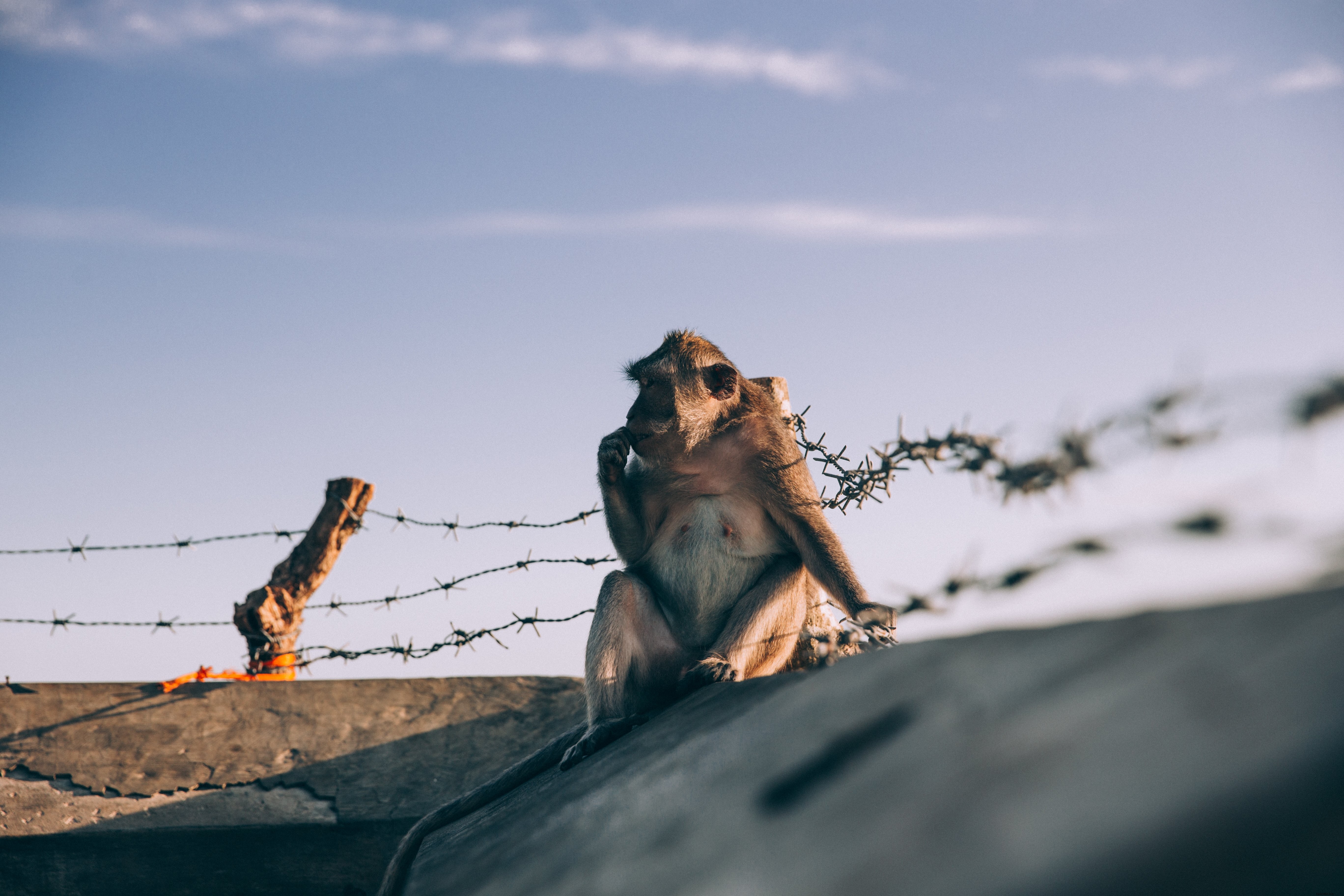 Monkey Perched on Barbed Wire Wall: Striking Wildlife Photo