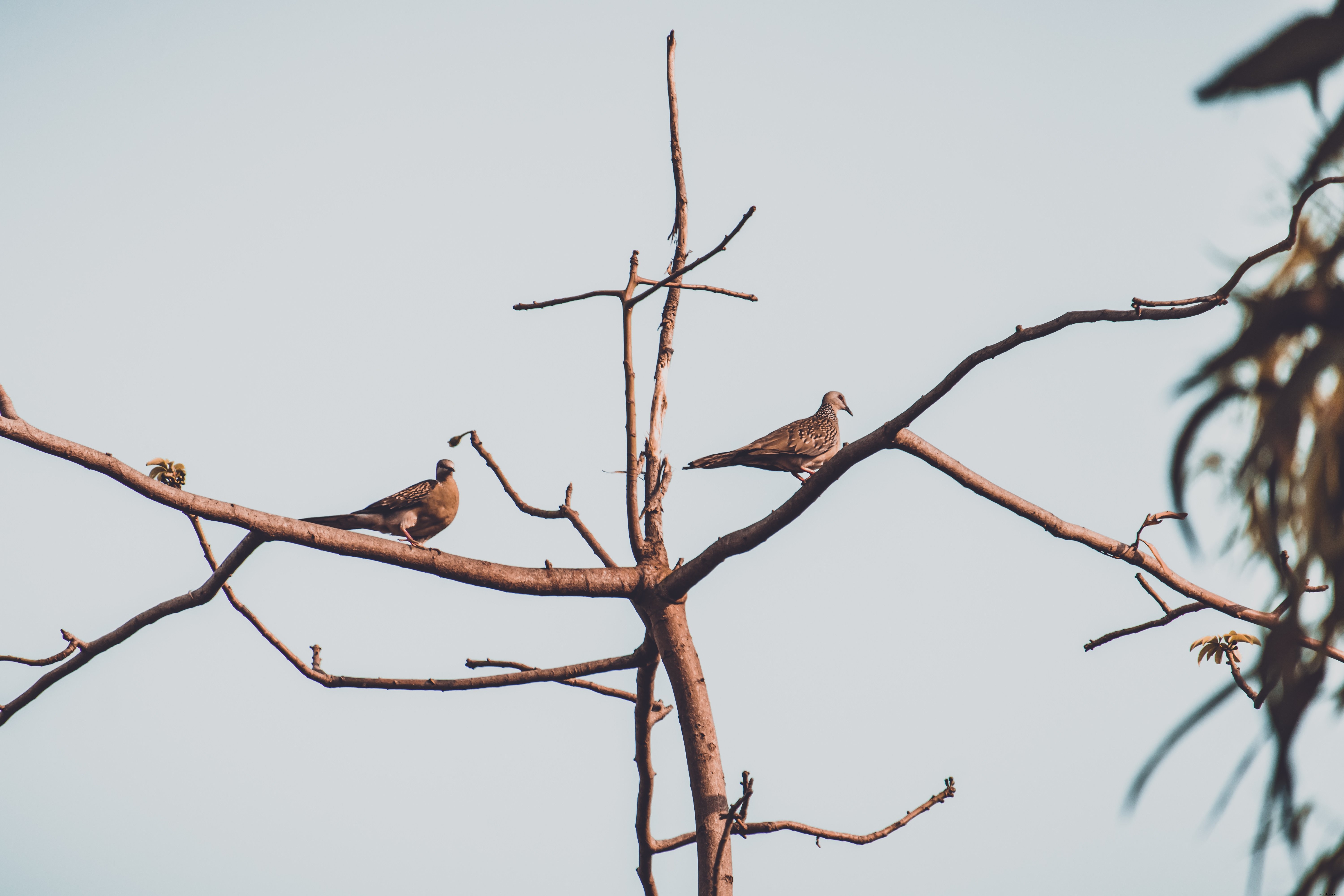 Stunning Photo: Two Birds Gracefully Perched on a Branch