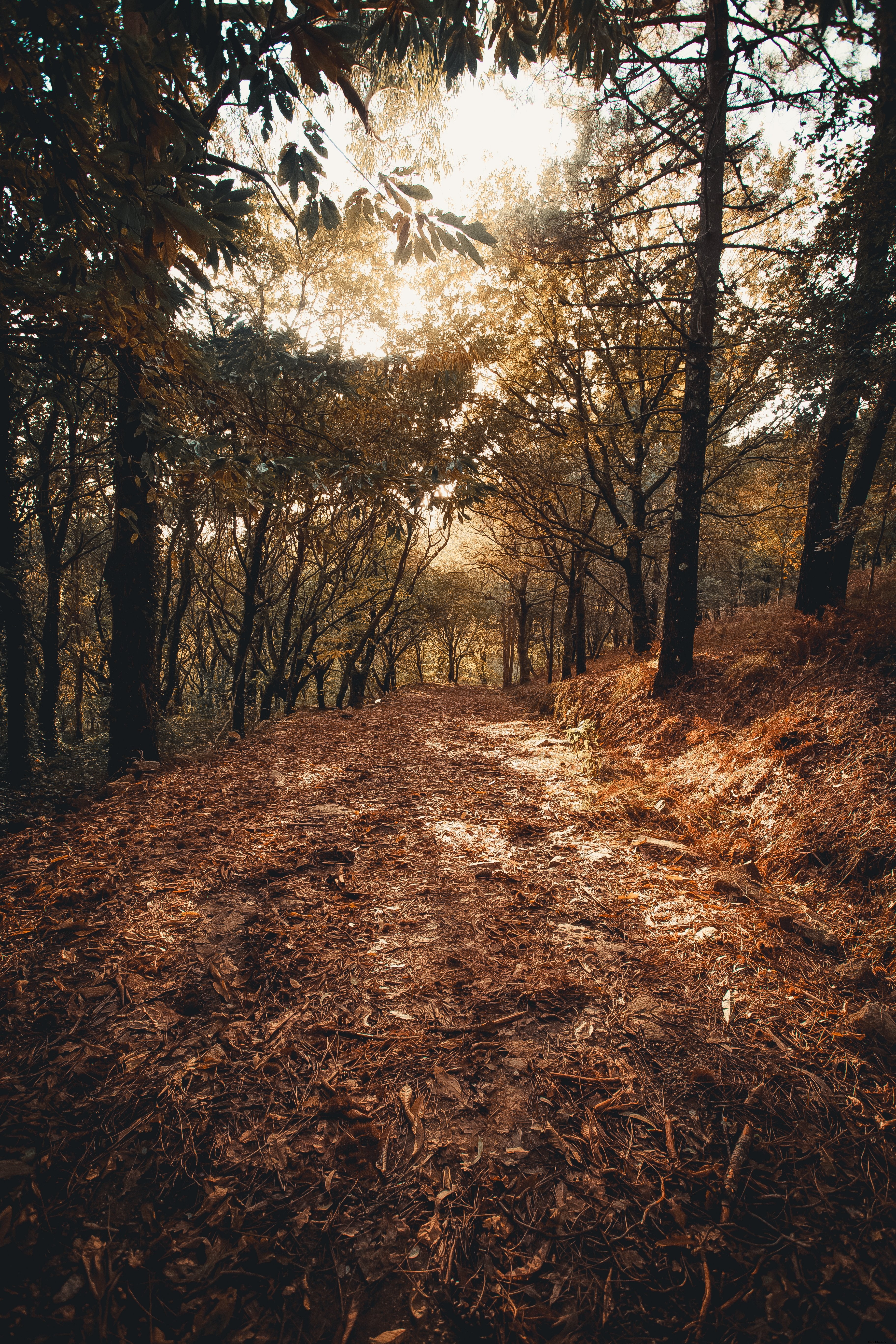 Stunning Autumn Photo: Fallen Leaves Carpeting a Serene Forest Path