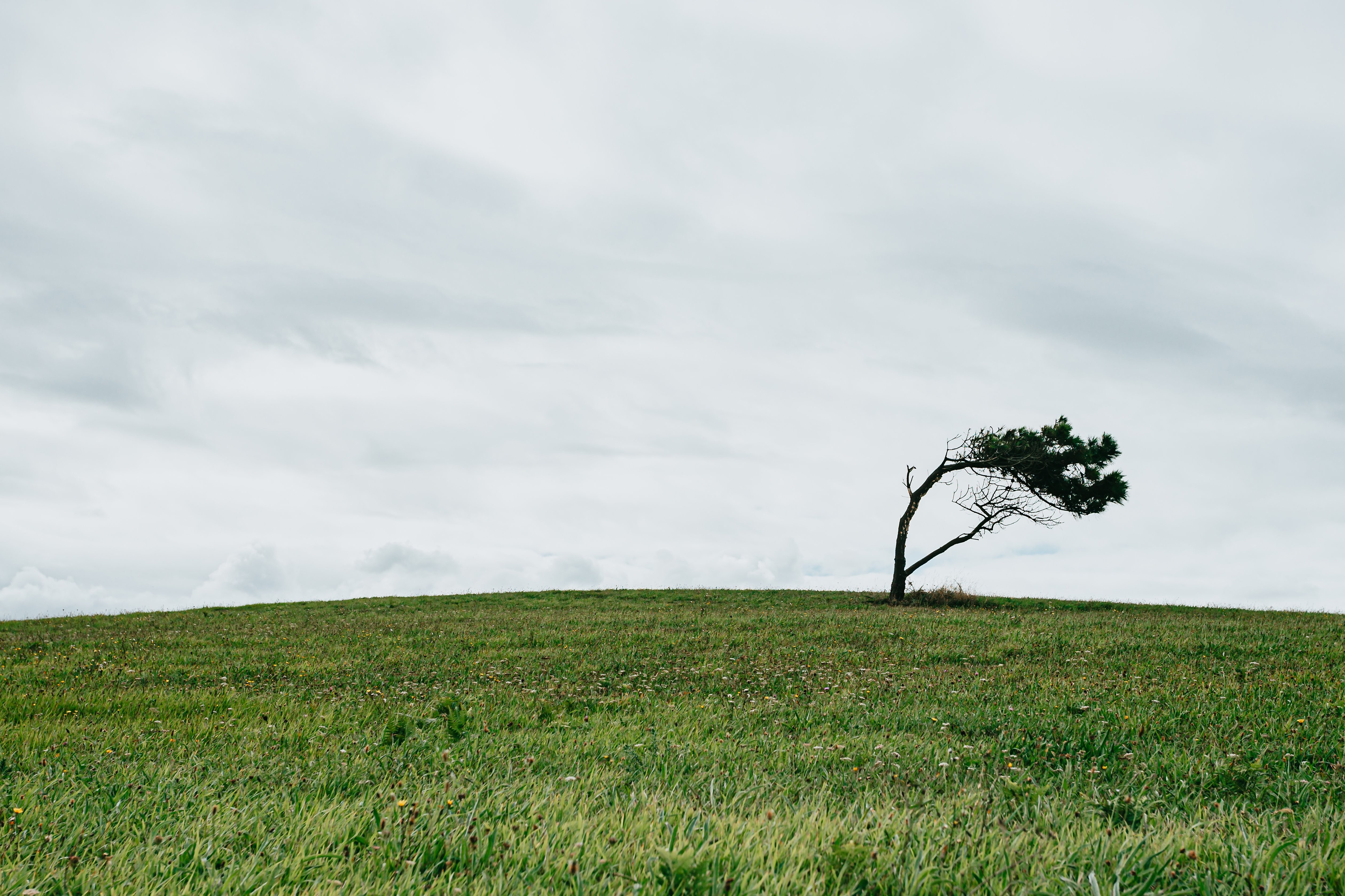 Stunning Lone Tree in Lush Green Grassy Field – Serene Landscape Photo