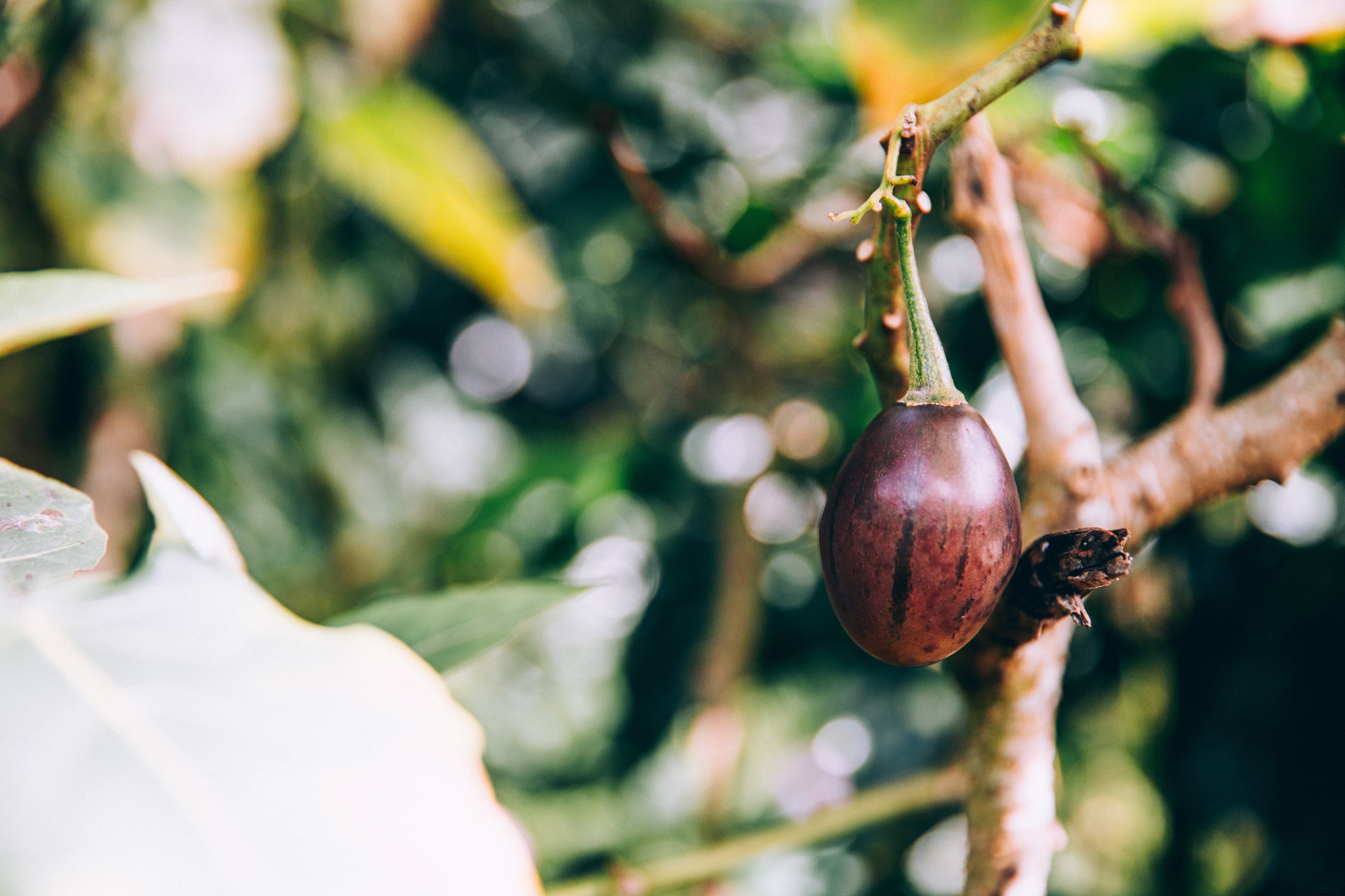 Stunning Tropical Fruit Hanging from Lush Tree Branch - High-Quality Photo