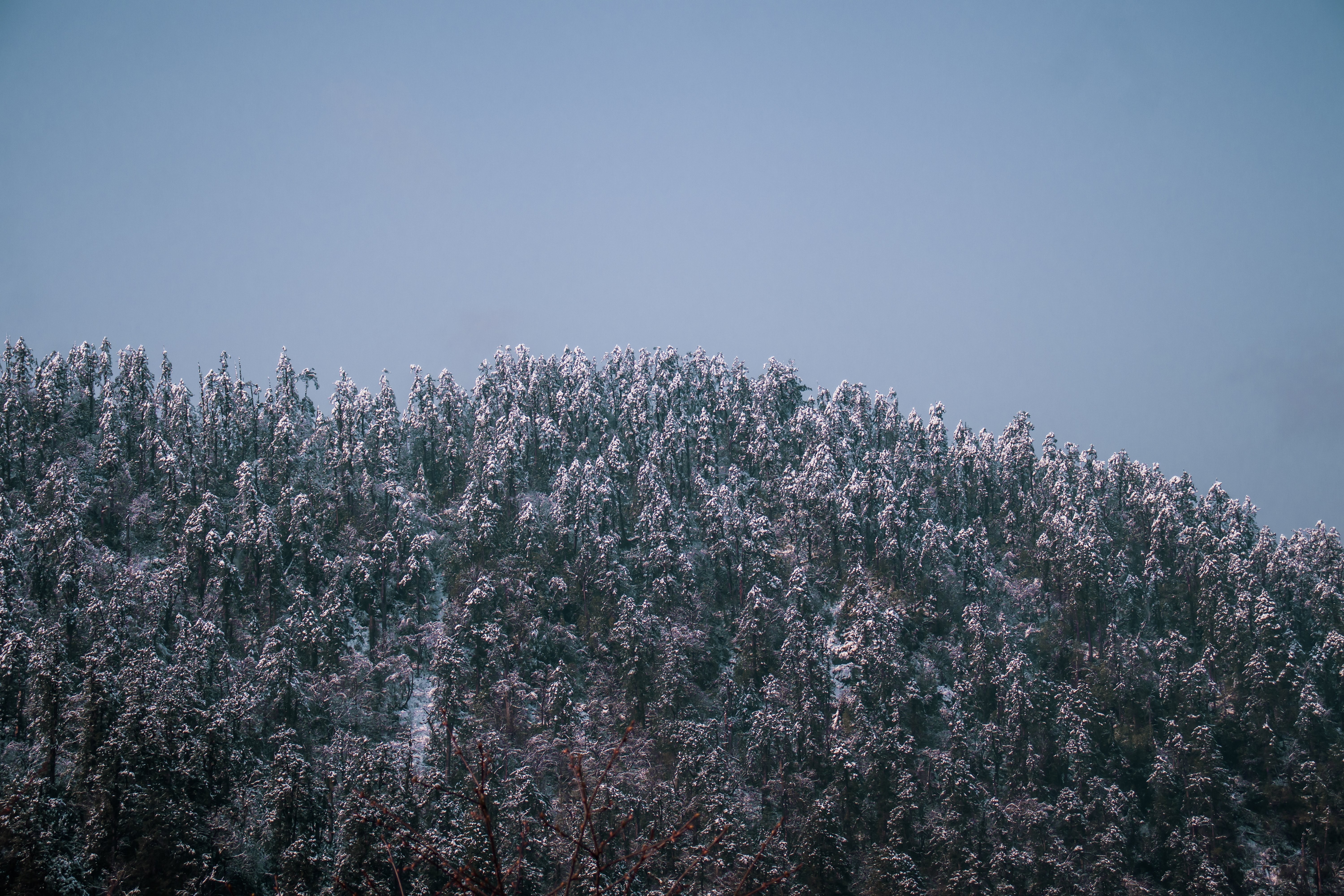 Stunning Snow-Covered Trees Under a Crisp Blue Sky