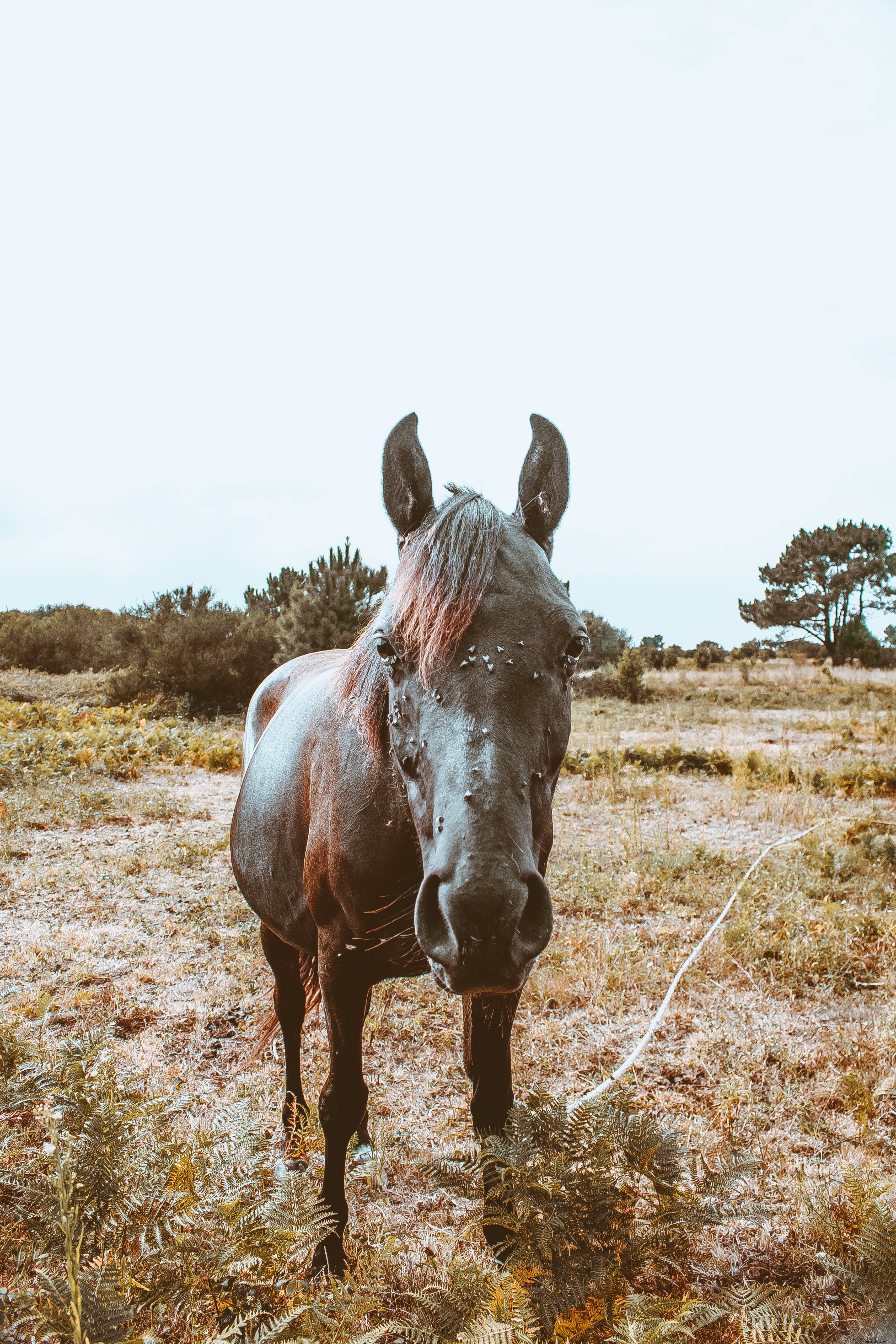 Captivating Horse Portrait: Posing Perfectly for the Camera