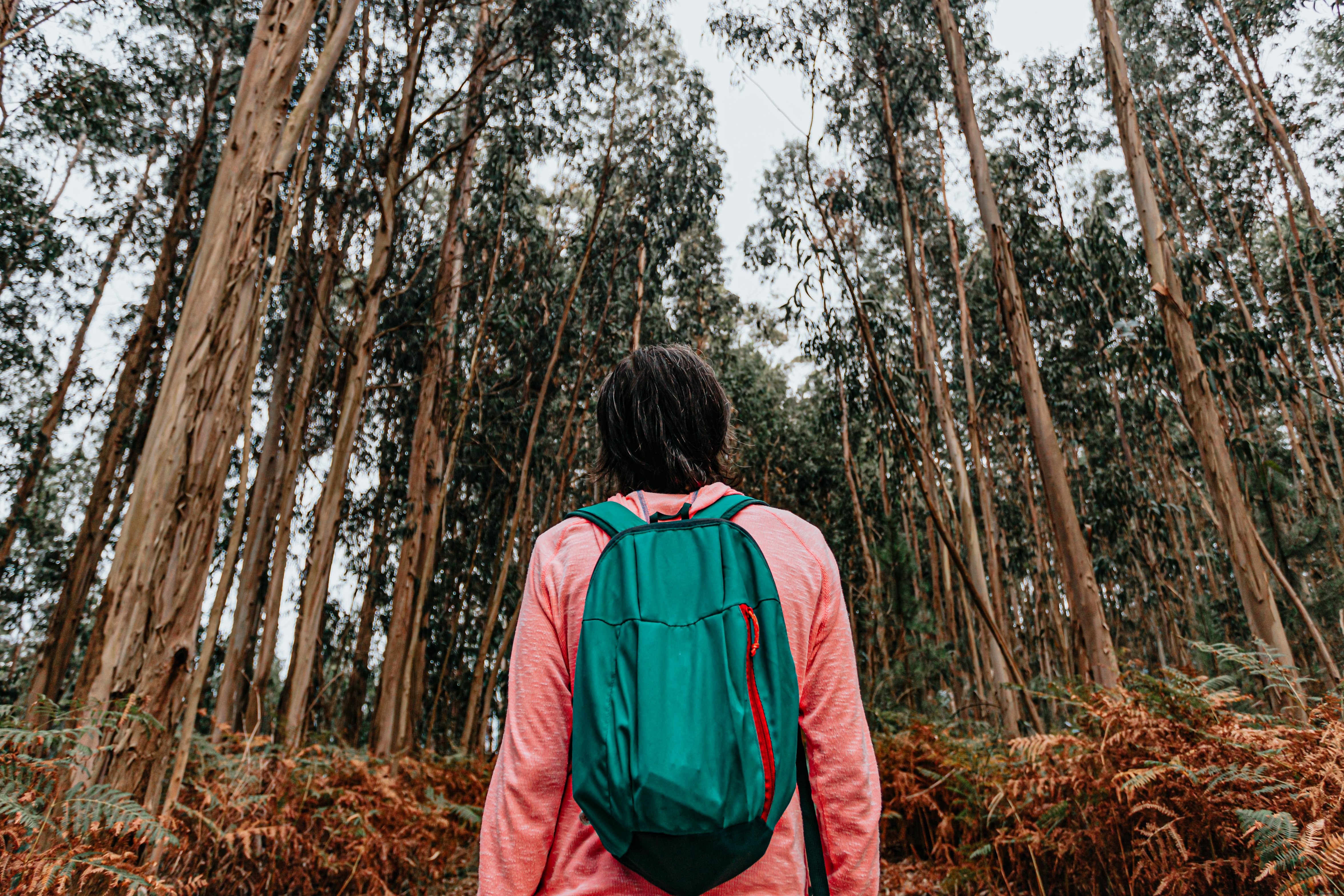 Breathtaking Photo: Person Gazes Over Tall Forest of Slender Trees
