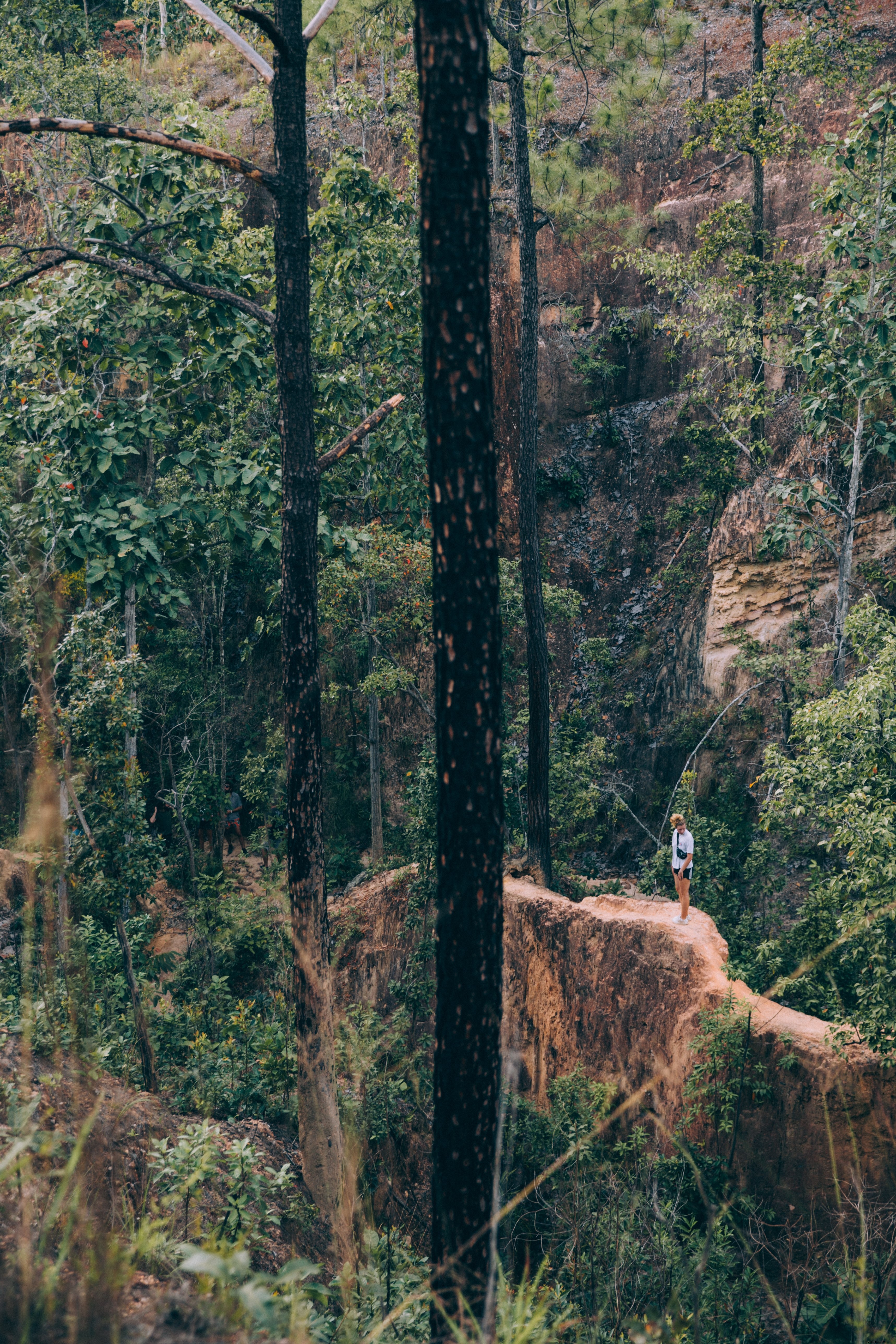 Stunning Photo of a Lone Hiker in a Serene Forest