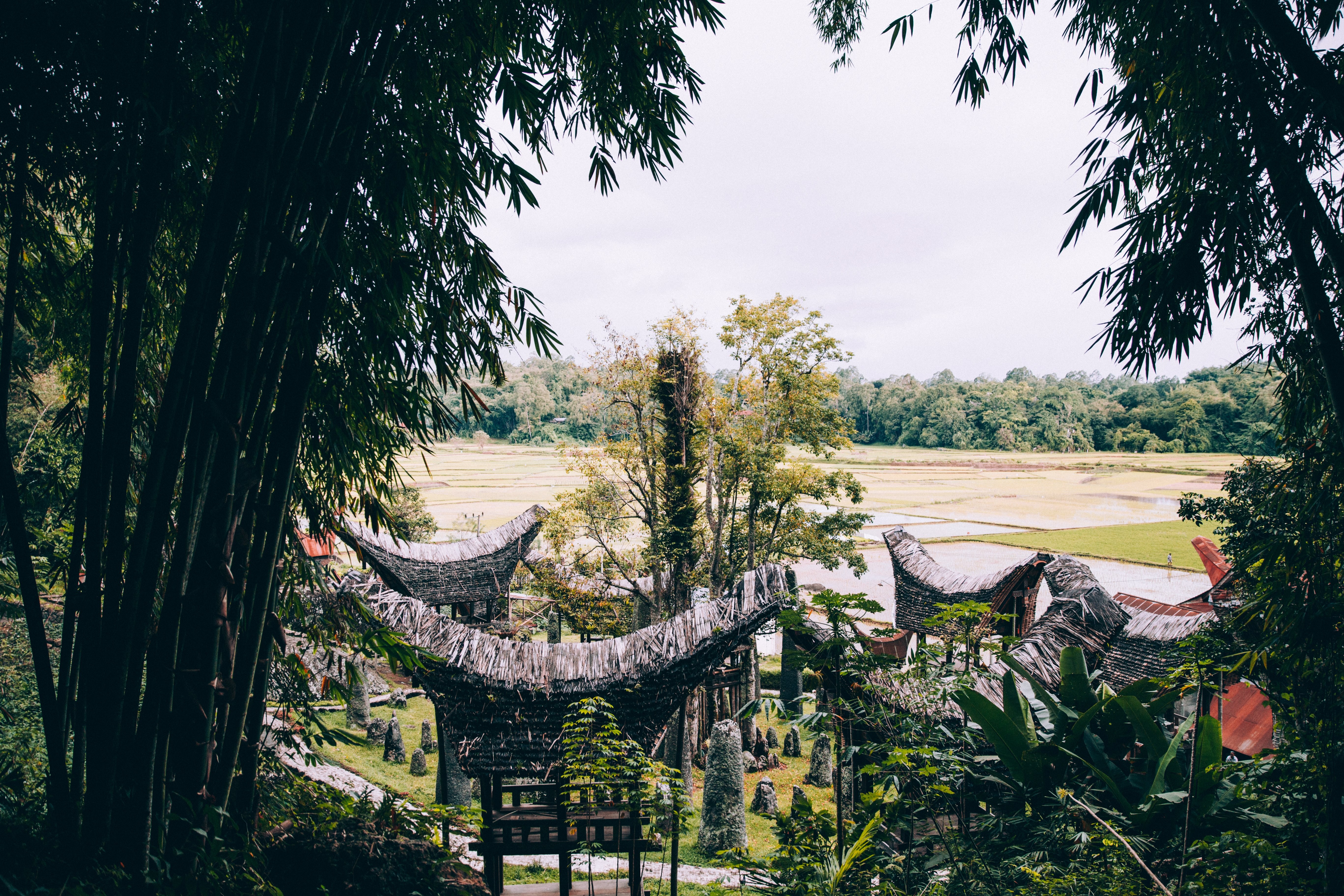 Stunning Photo: Towering Bamboo Forest Overlooks Ancient Indonesian Temple
