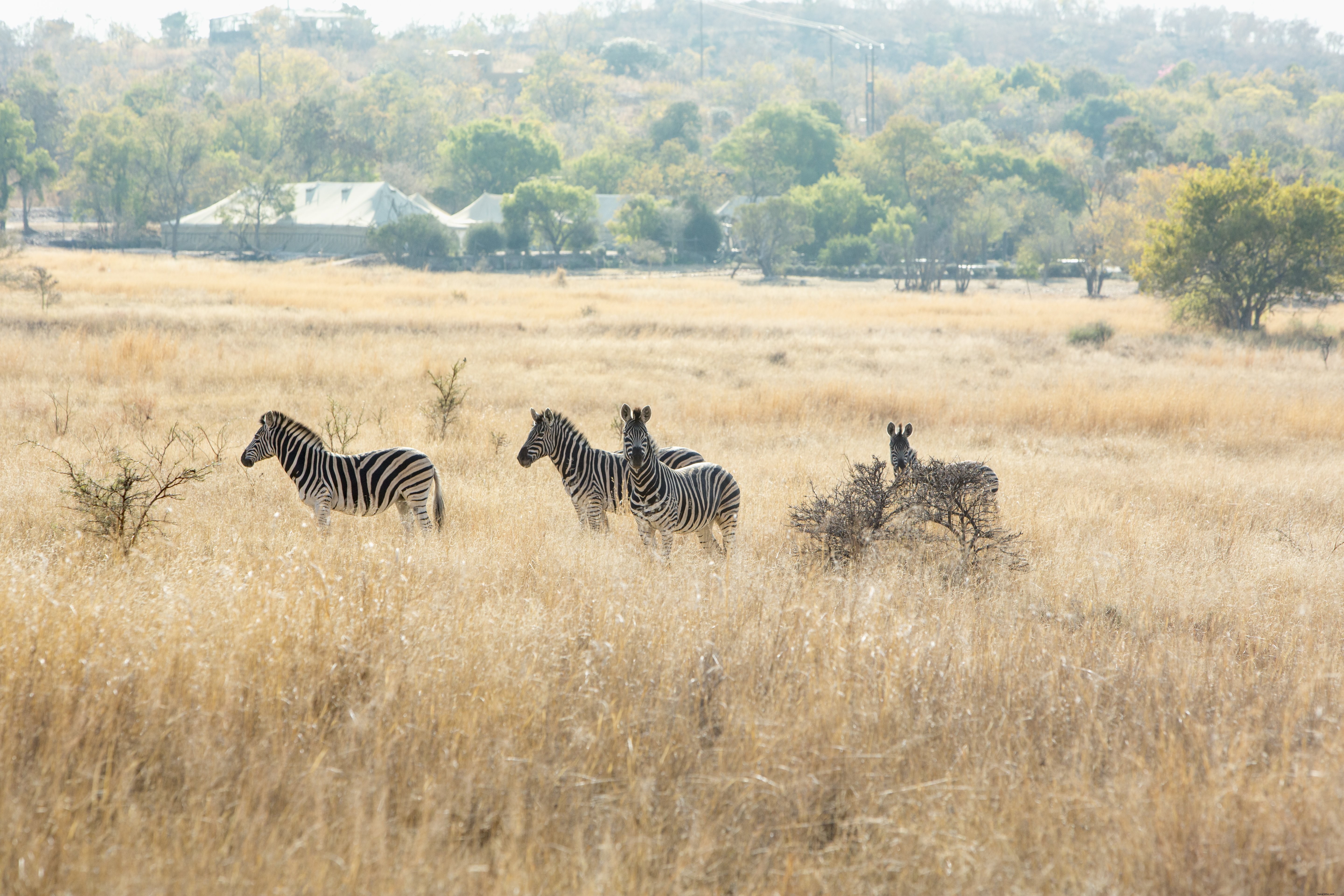 Stunning Photo: Four Zebras in a Vast Brown Grassy Field
