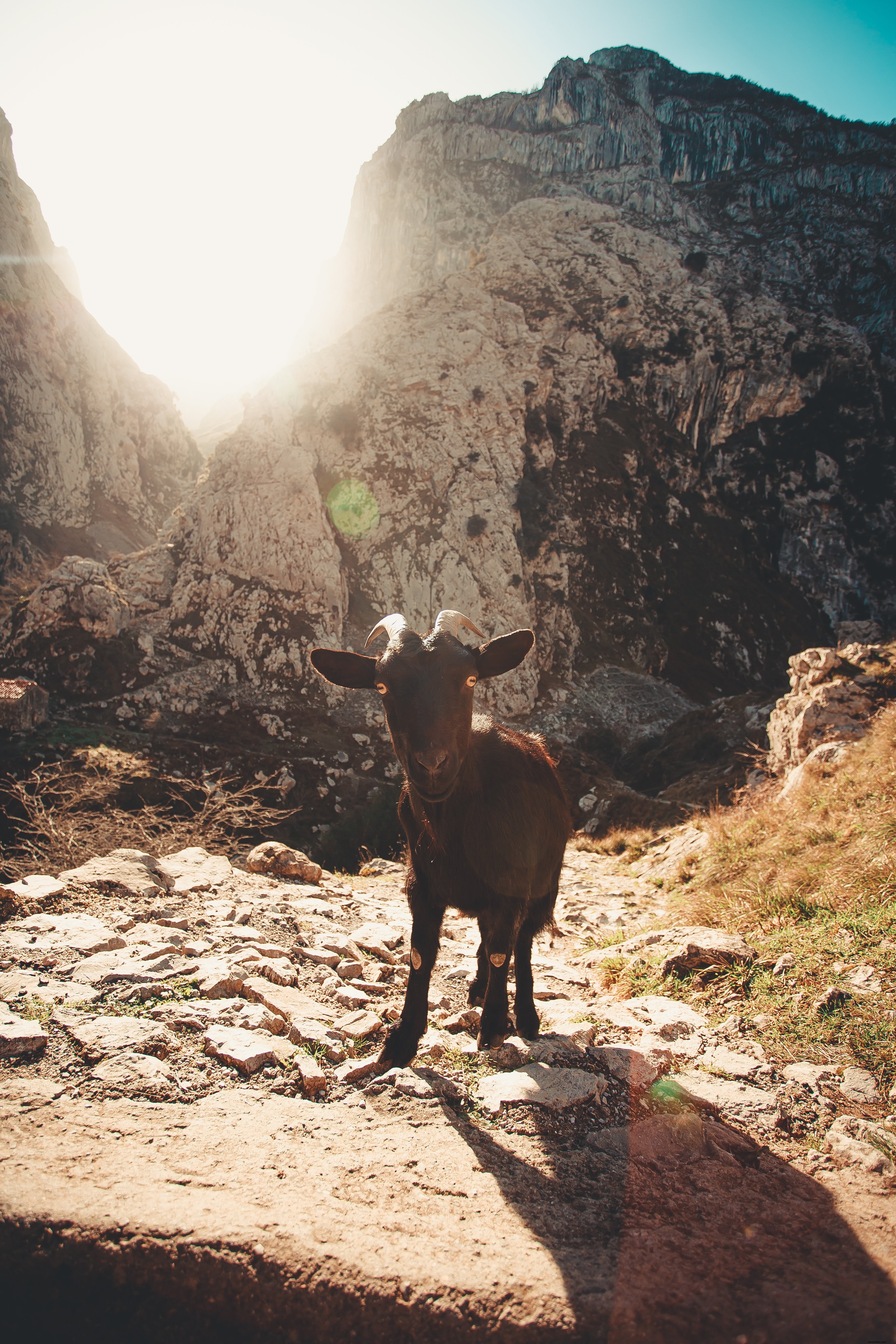 Goat Strikes a Pose: A Charming Portrait for Animal Photography Enthusiasts