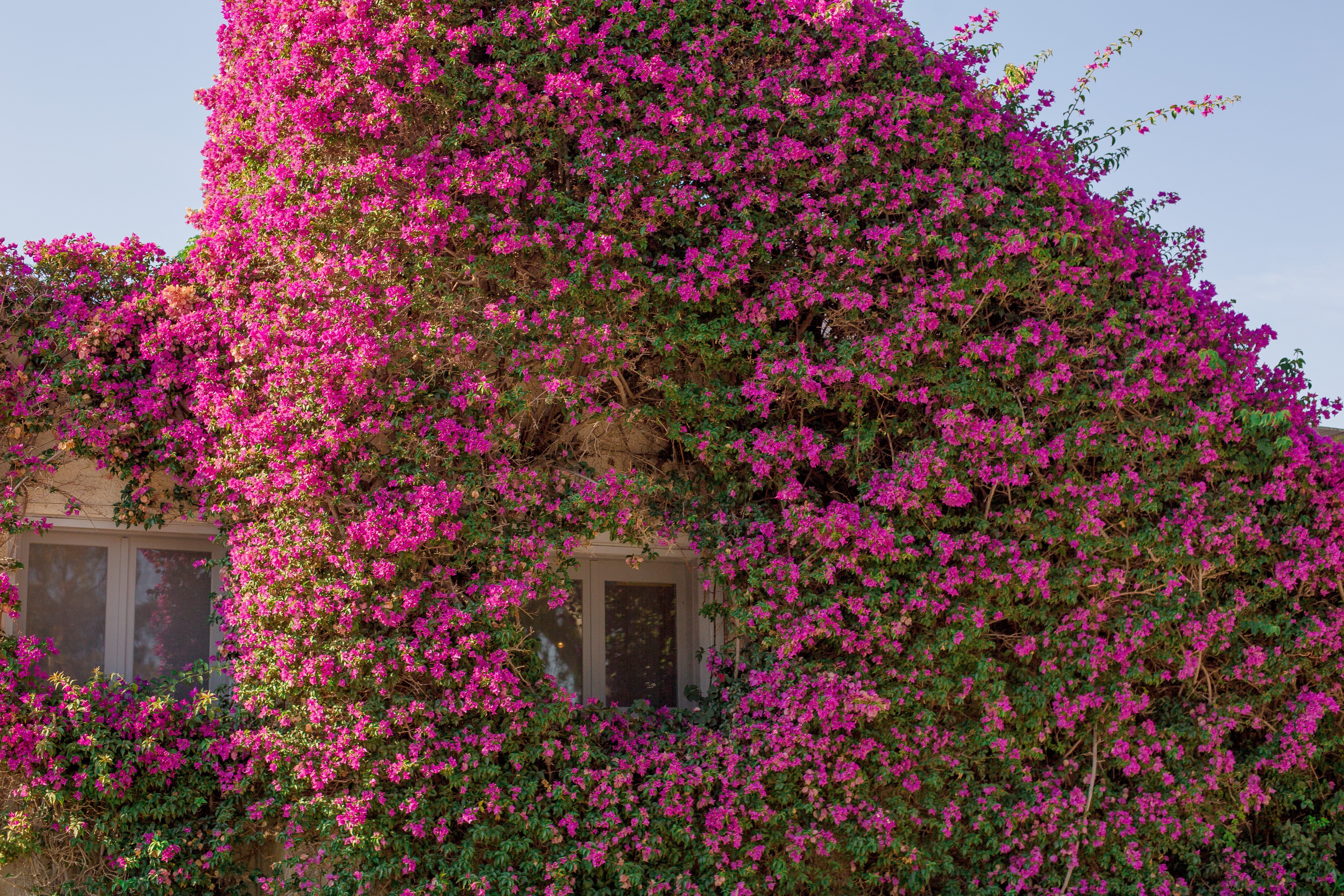 Stunning Window View Through Flower-Covered Building