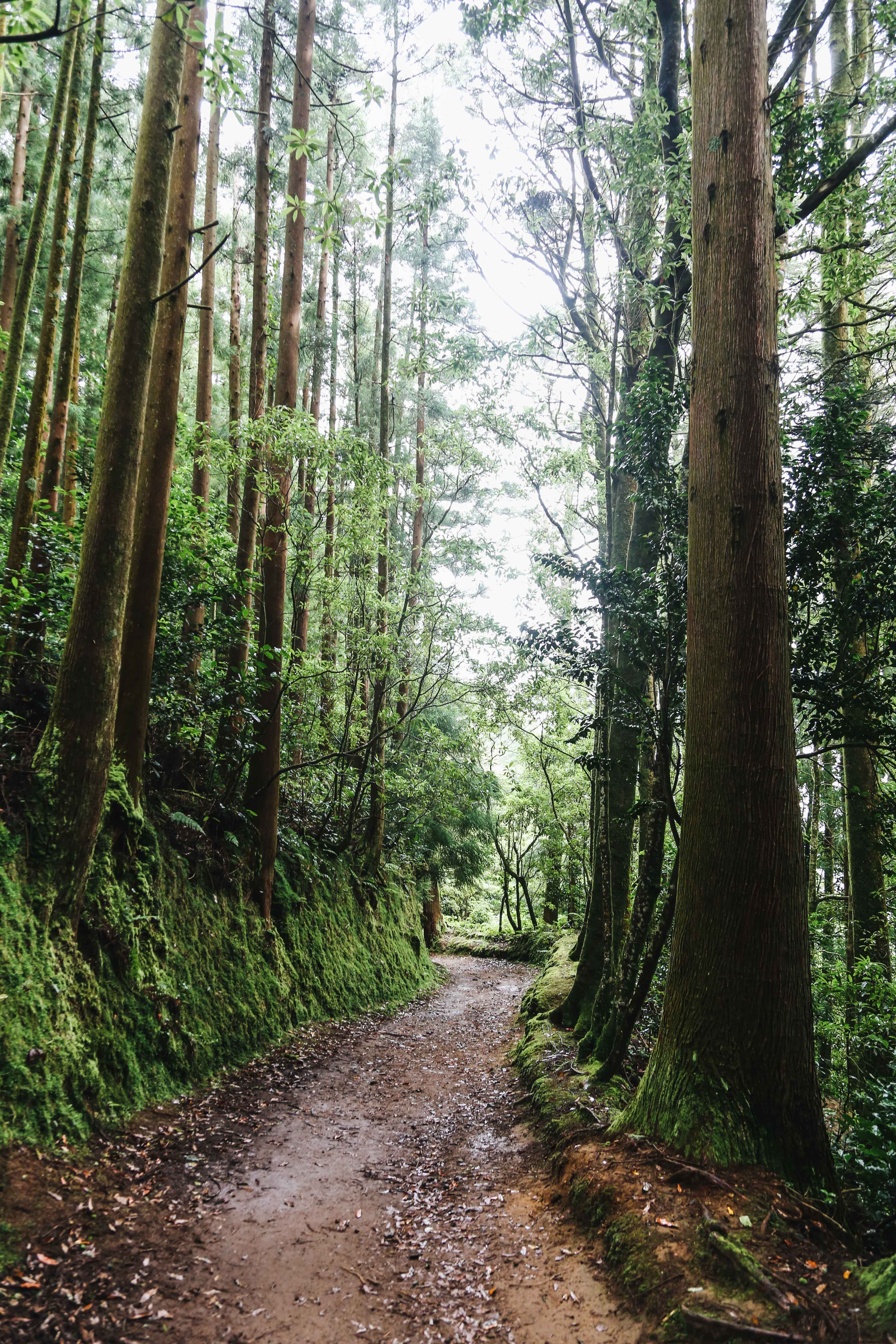Serene Forest Path: Captivating Photo of Trees Surrounding a Walk
