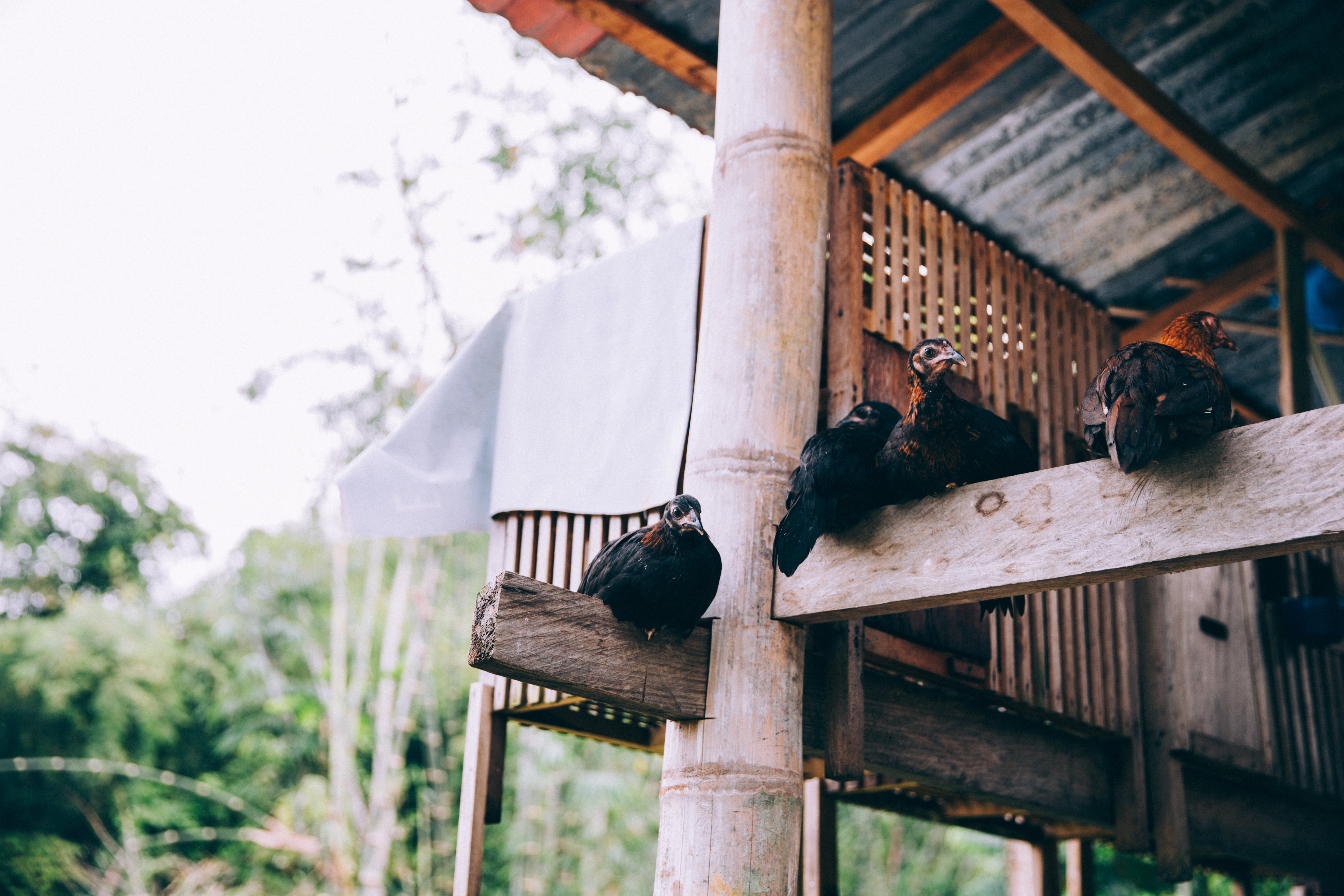 Birds Nesting on Indonesian Temple Beams – Stunning Photos