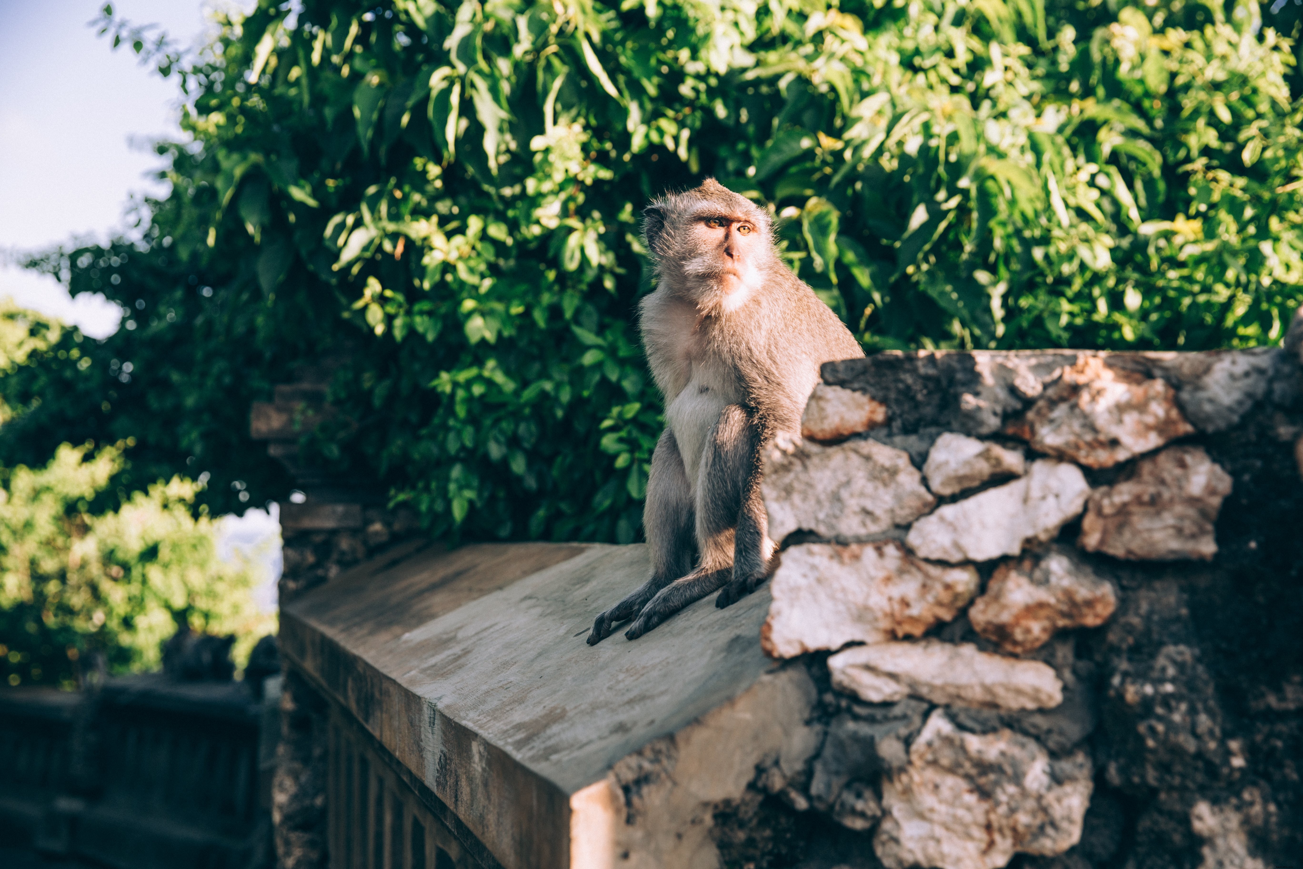 Vibrant Portrait of a Monkey Resting on Stone Fence – Captivating Wildlife Photo