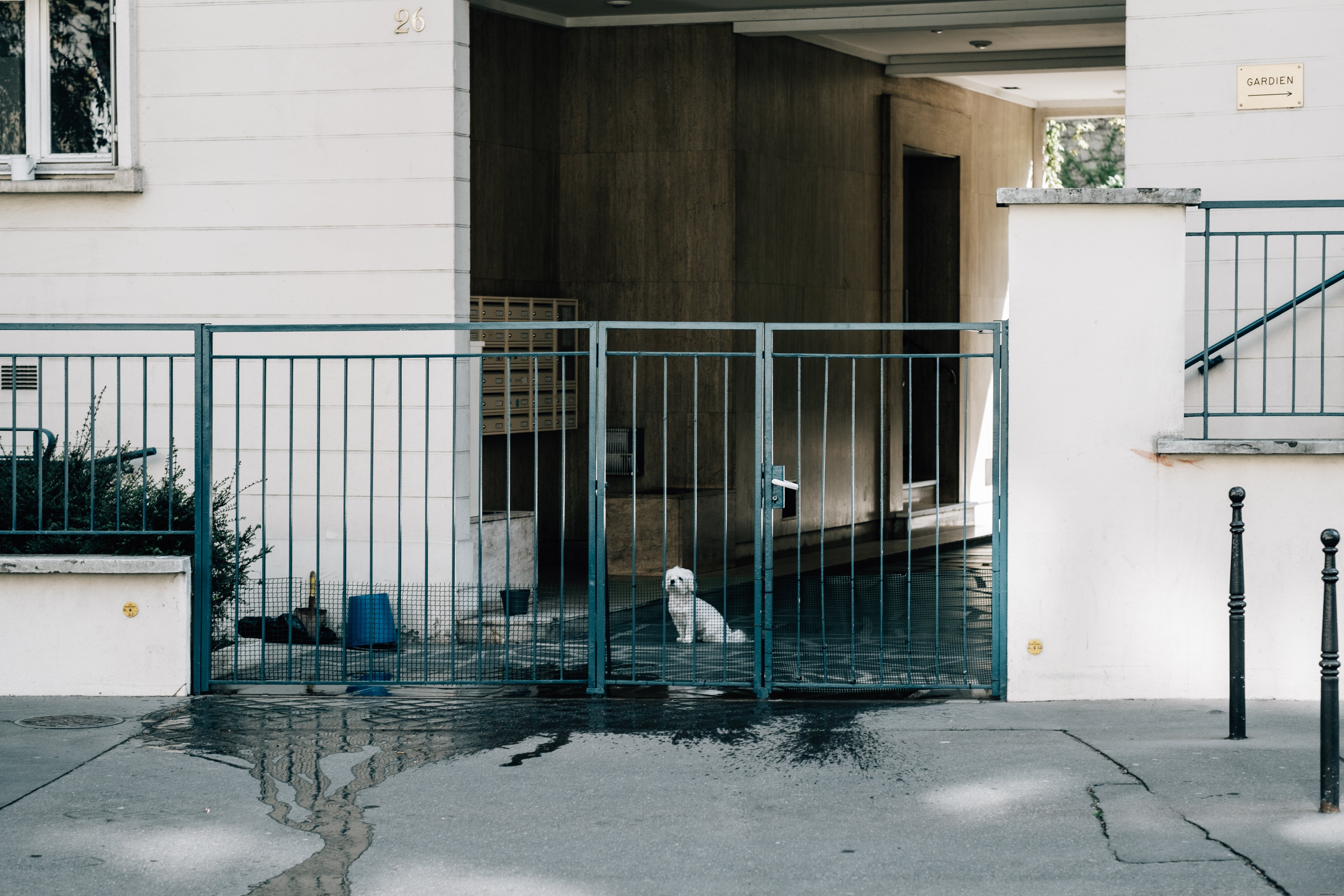 Small Dog Peeks Through Blue Metal Fence at White Building