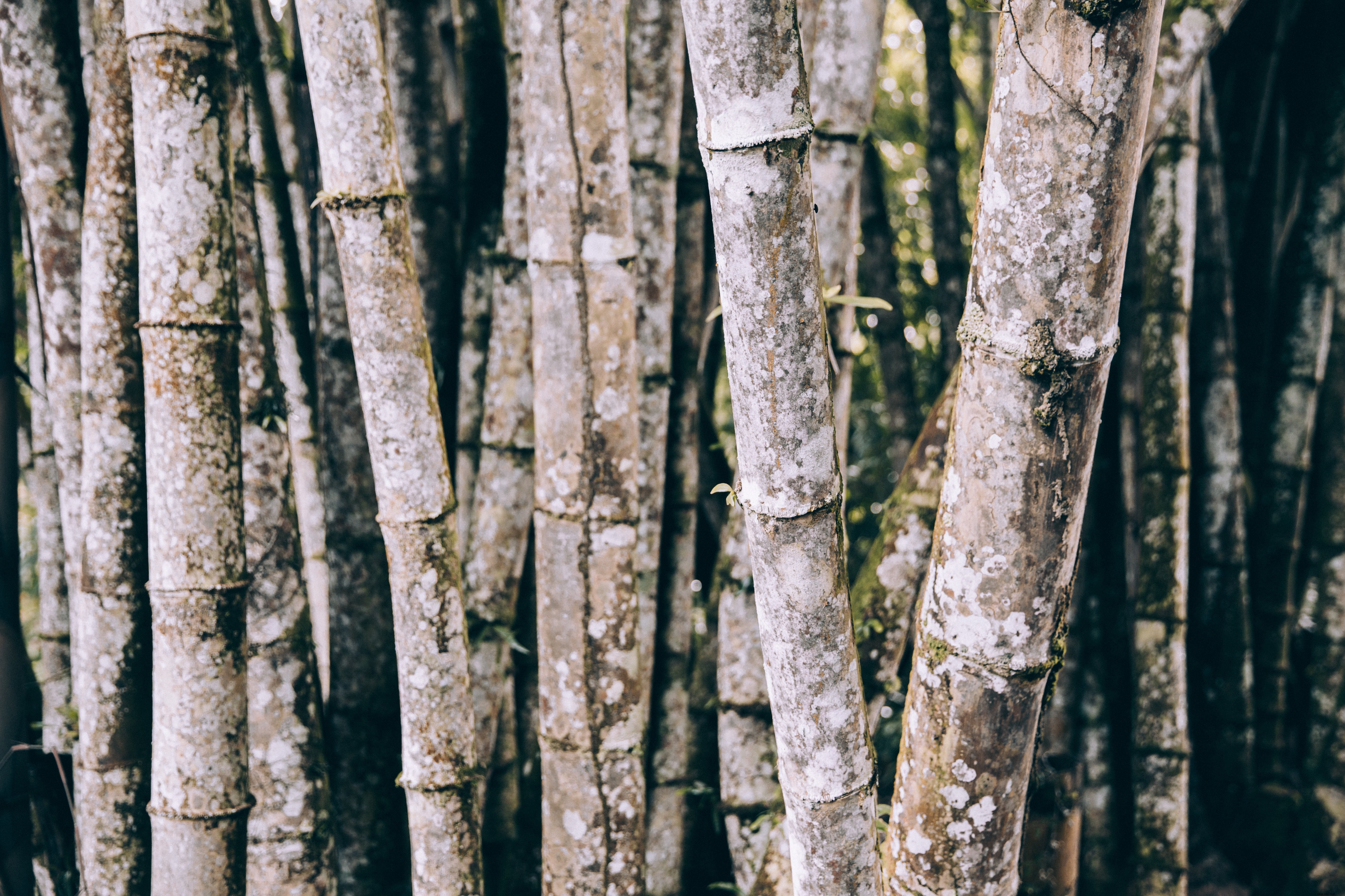 Weathered Bamboo Trunks Covered in Moss – Stunning Natural Photo