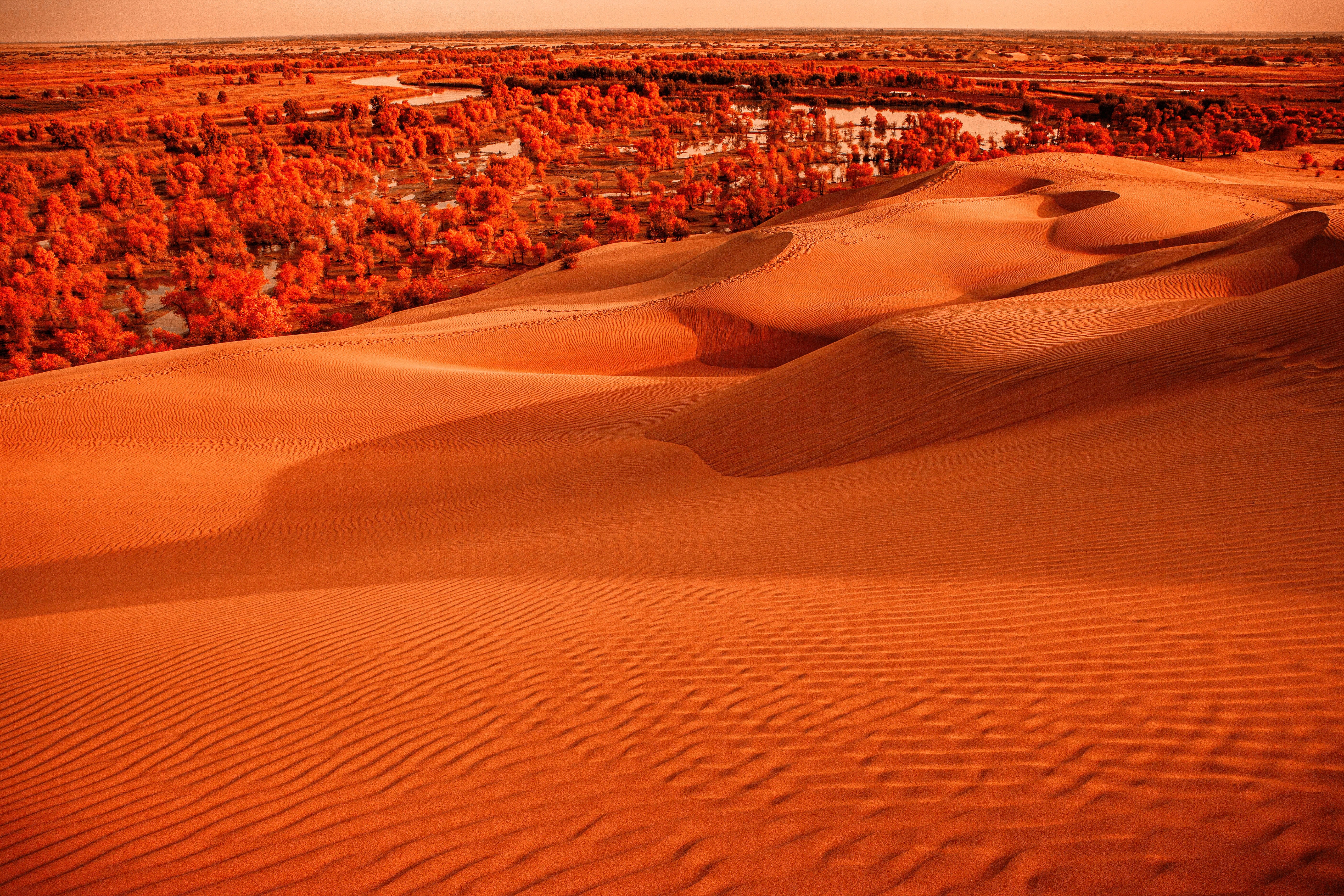 High-Resolution Photo of Vibrant Orange Sand Dunes and Trees