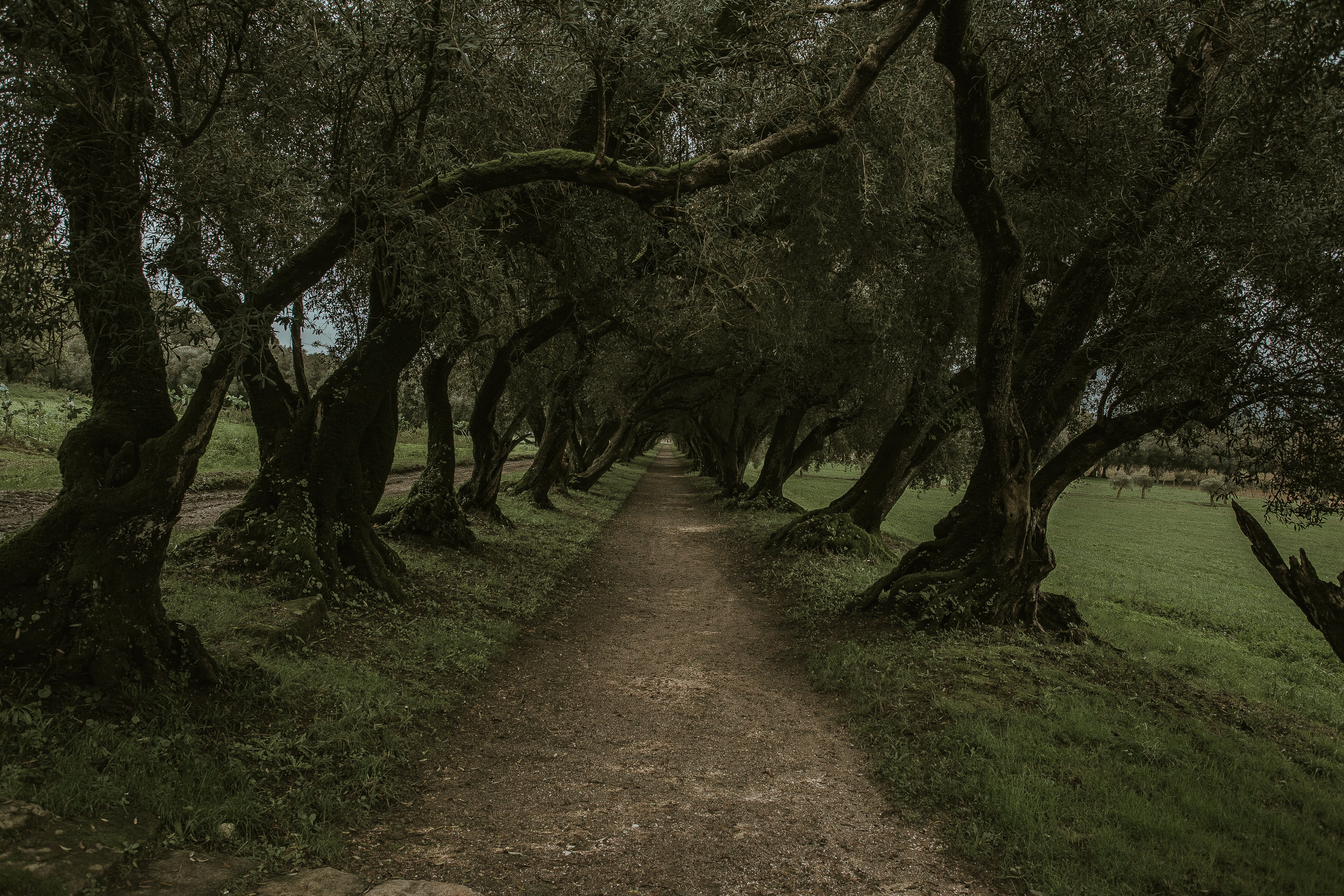 Serene Forest Path: Captivating Shadows Beneath Trees