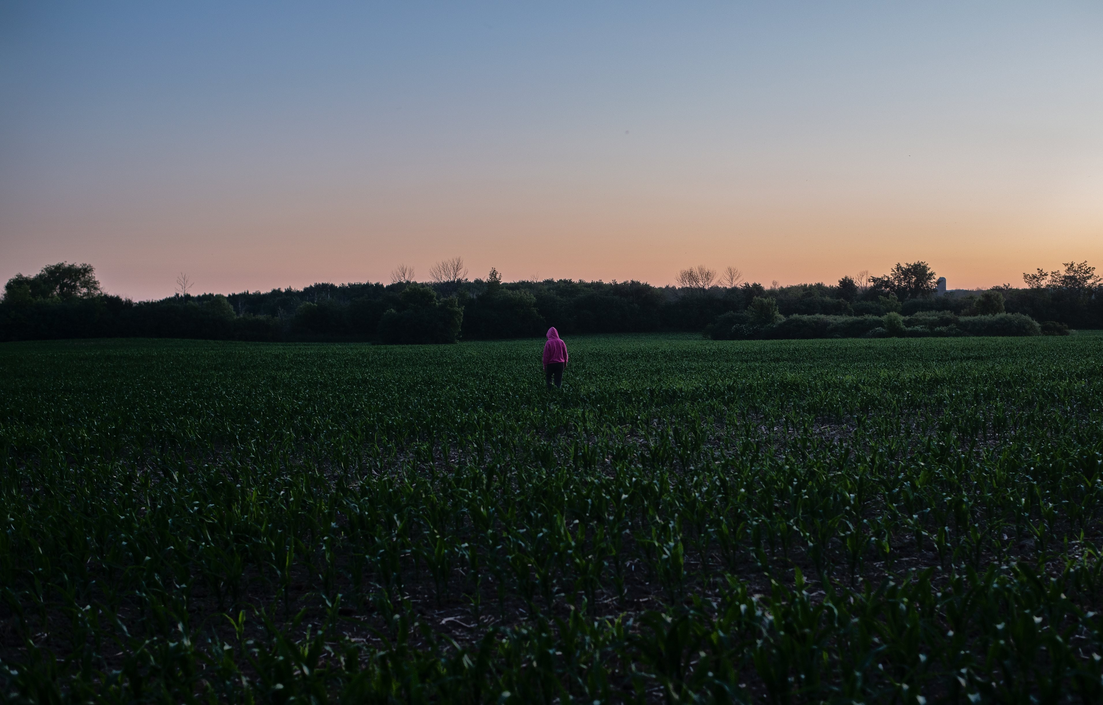 Sunset Stroll: Person in Pink Hoodie Wanders Through a Farmers  Field