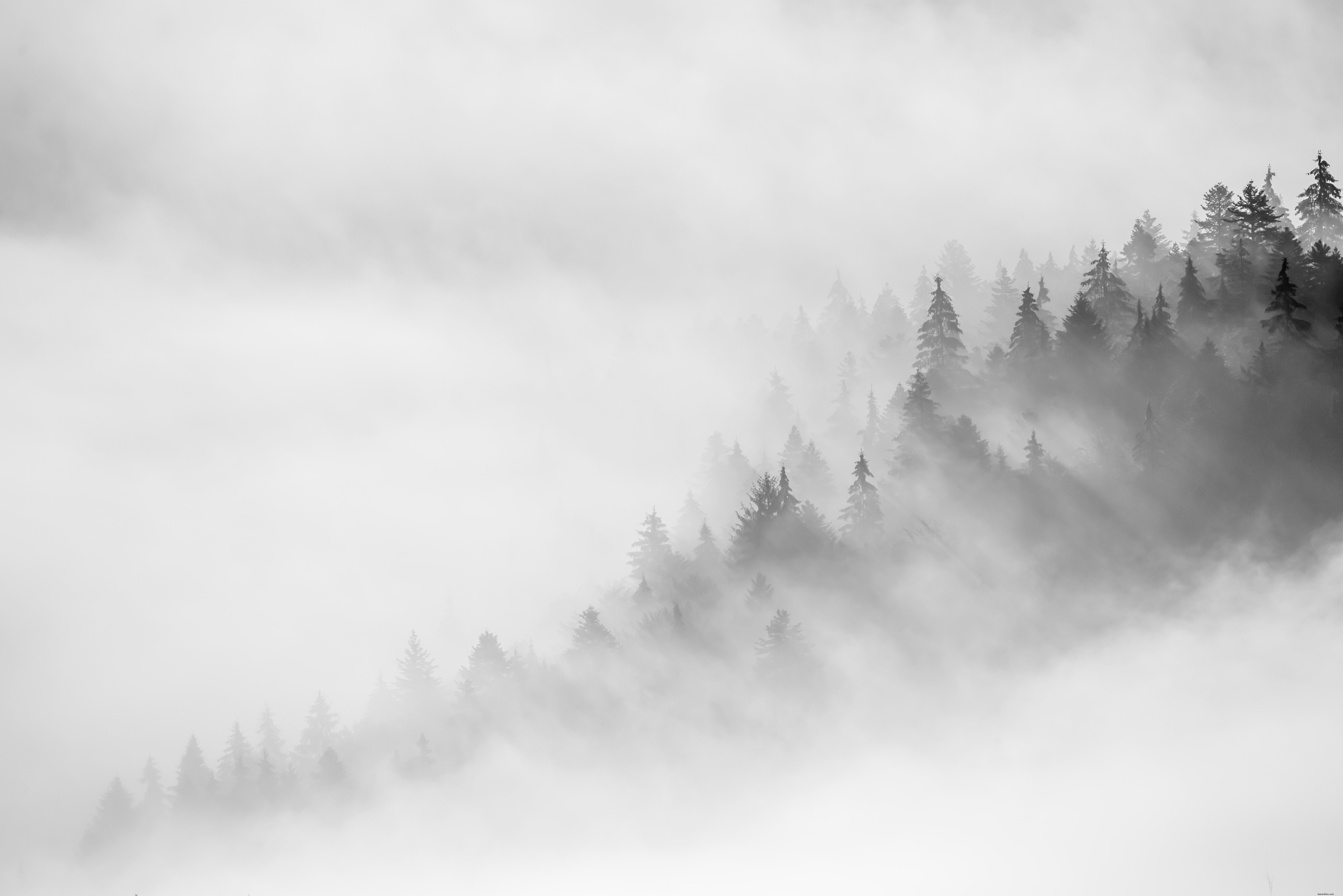 Stunning Monochrome Fog Landscape Over Trees