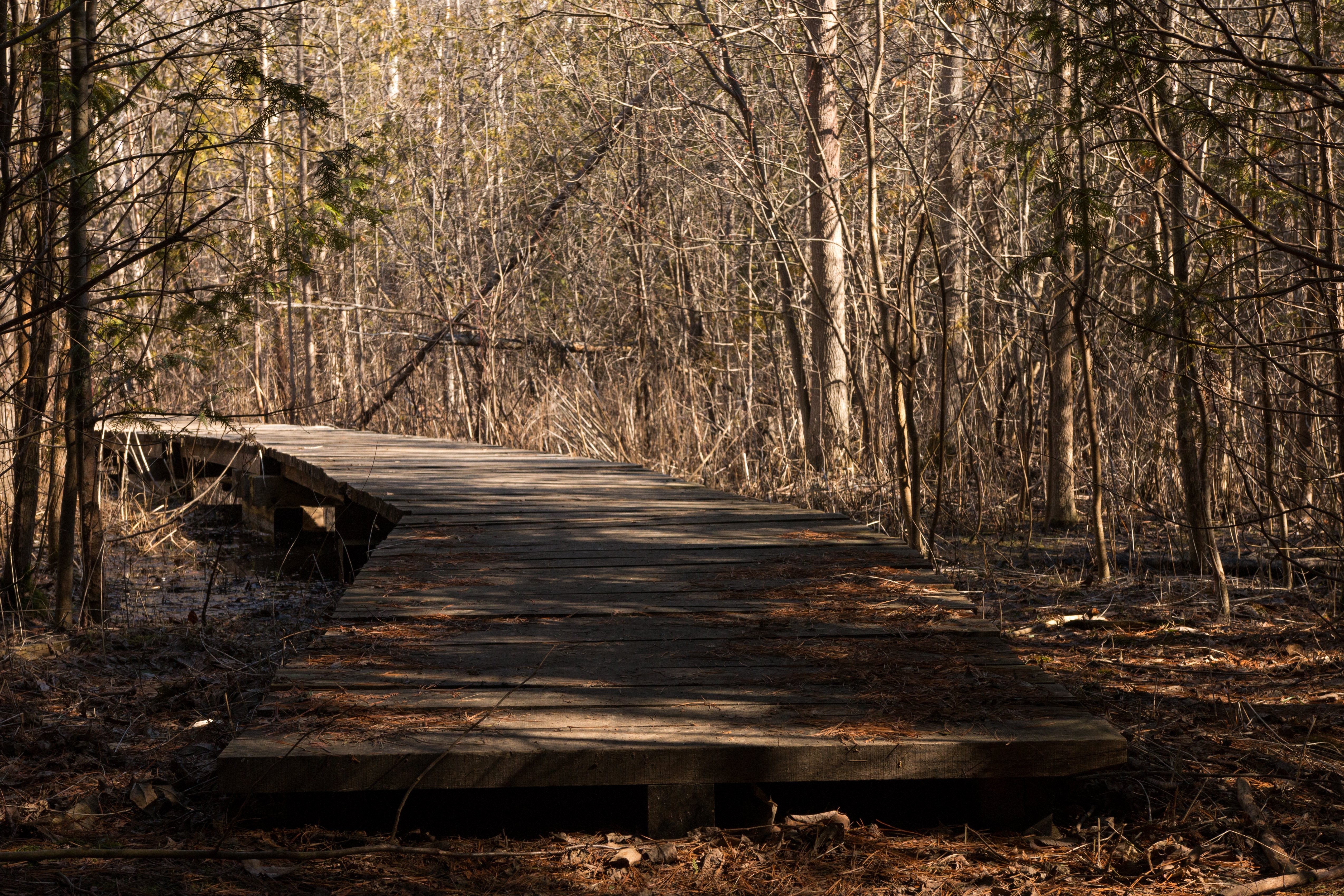 Serene Wooden Trail Through Lush Woods – Captivating Nature Photo
