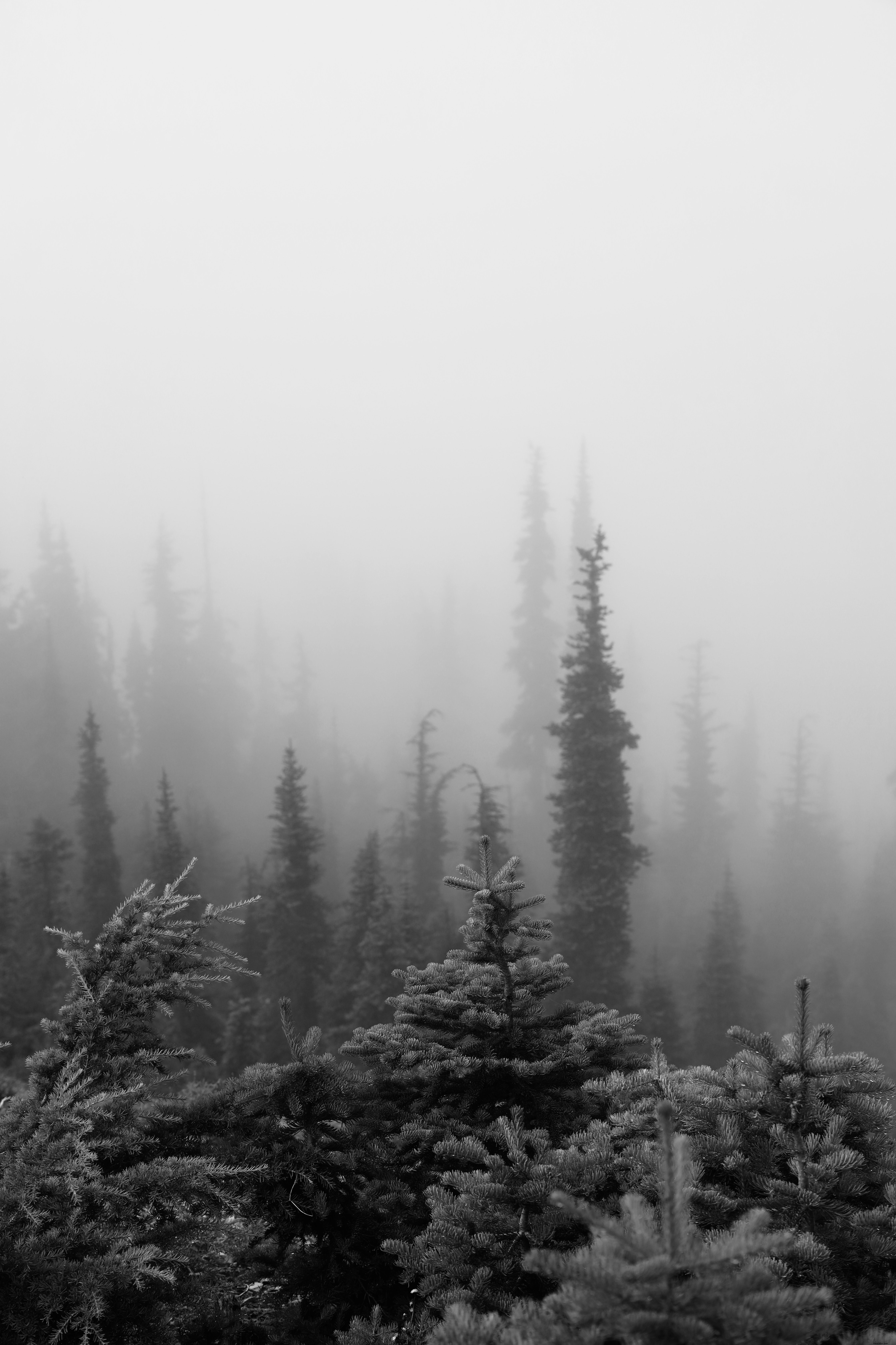 Evergreen Trees Shrouded in Thick White Fog – A Captivating Nature Photograph