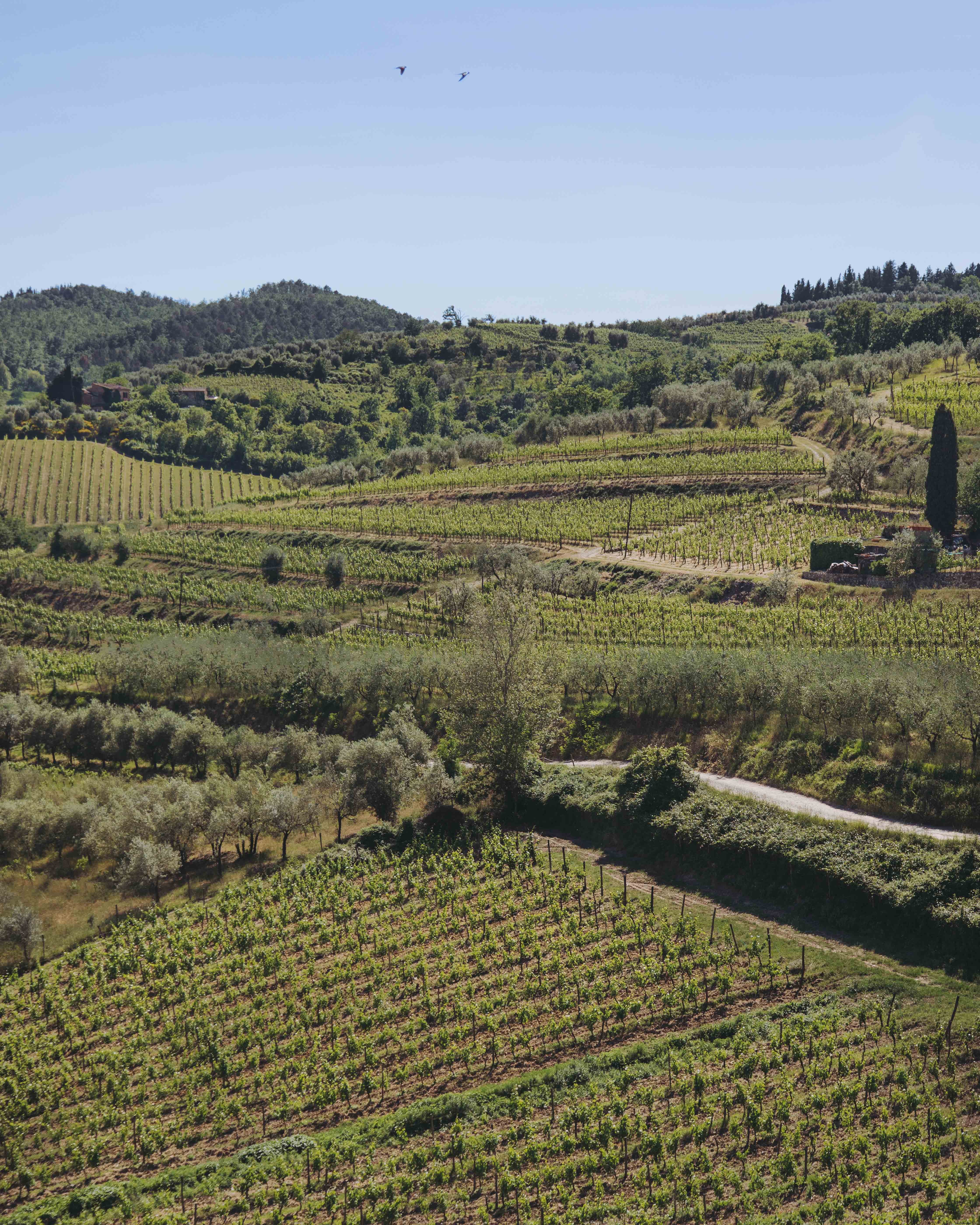 Stunning View of Mountainous Vineyard Beneath a Clear Blue Sky