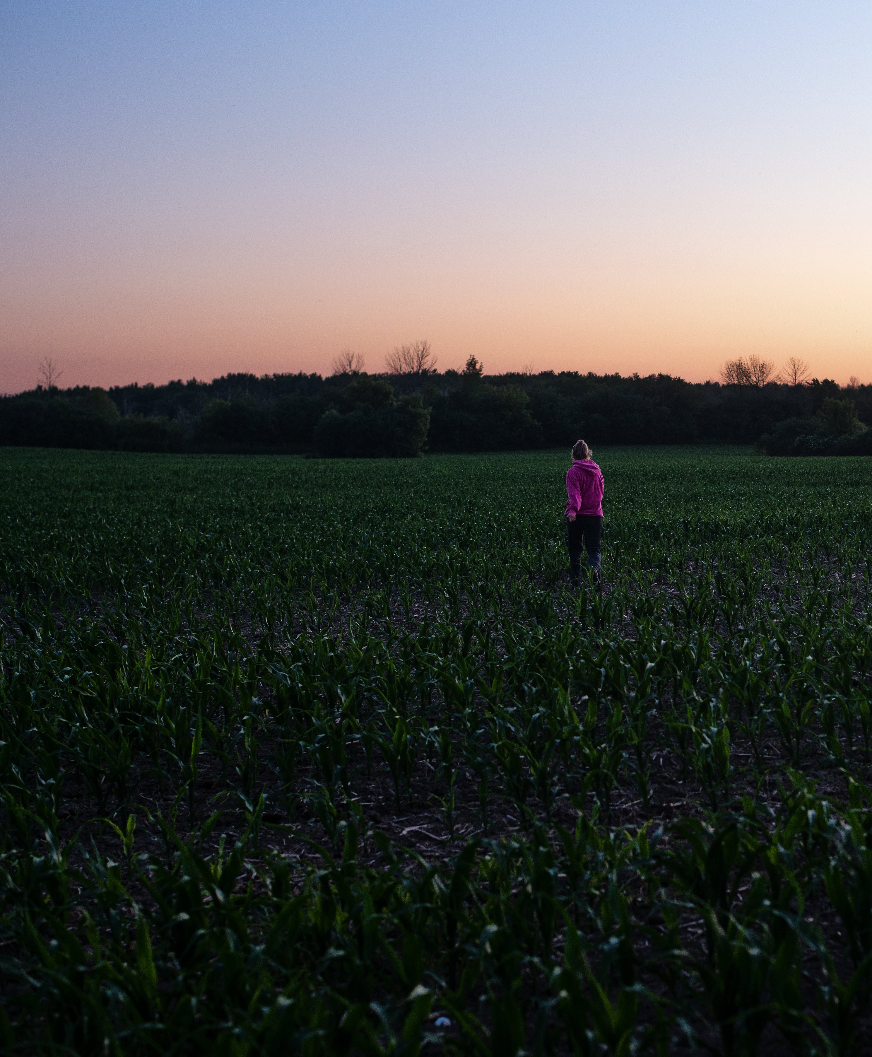 Vibrant Portrait: Person in Pink Amidst a Corn Field