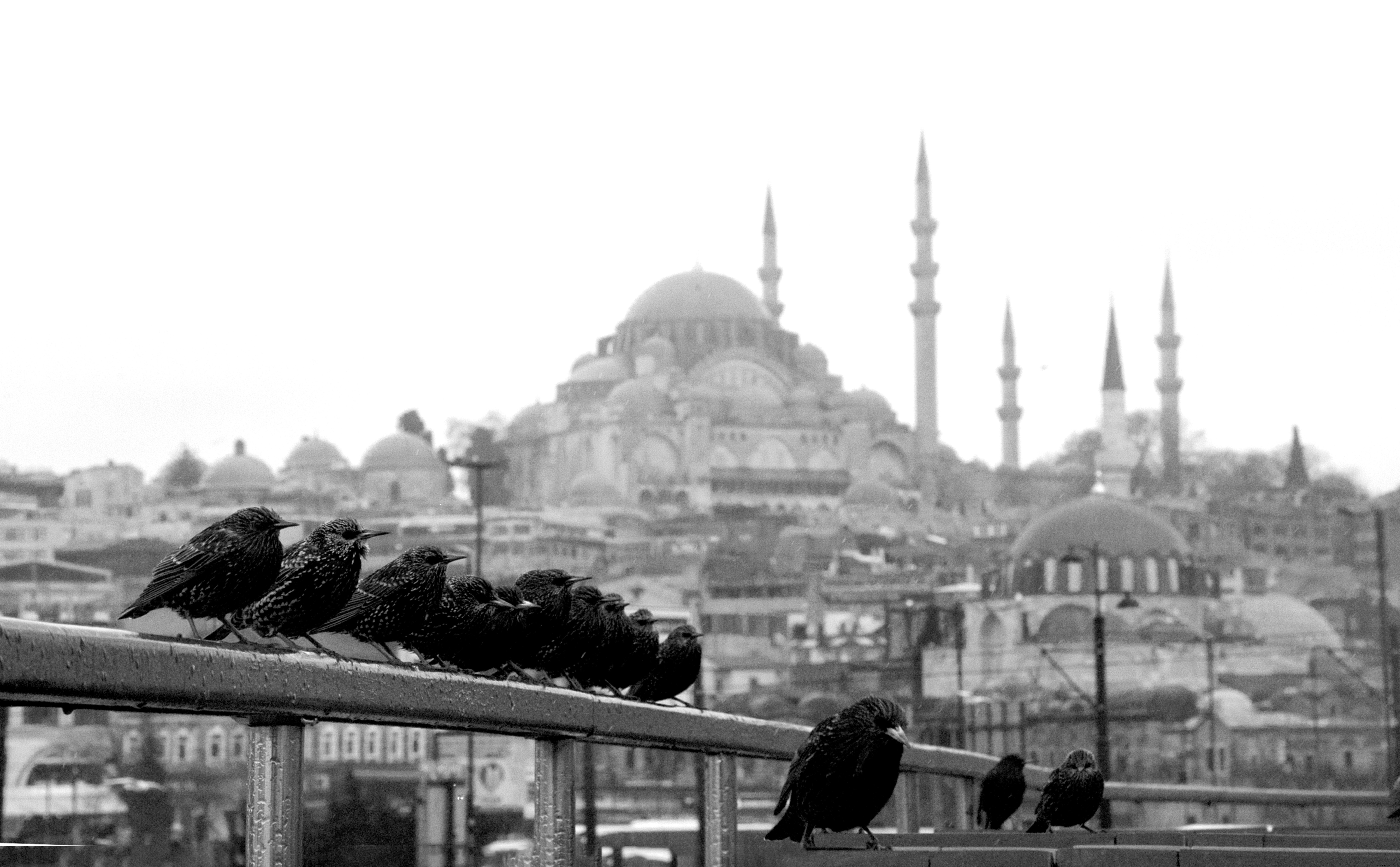 Stunning Black & White Photo of Birds Perched on a Fence