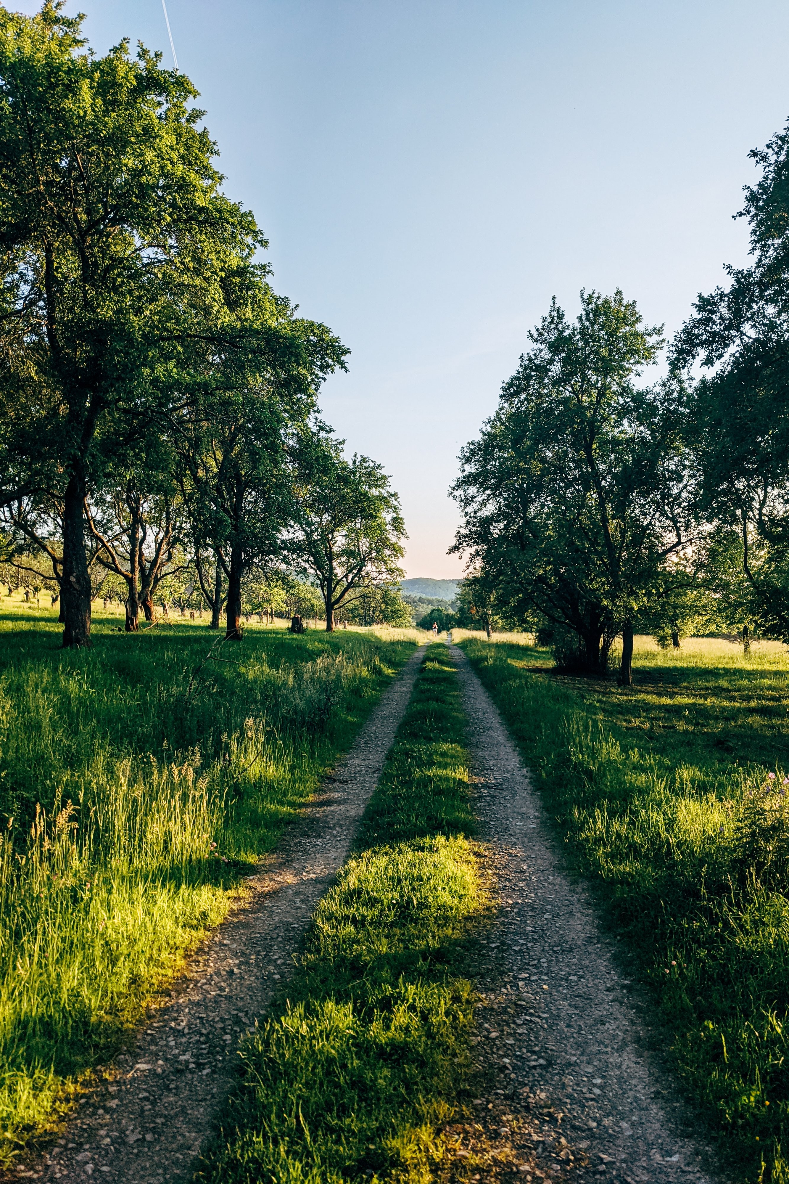 Scenic Grassy Road Lined with Trees, Distant Foot Traffic – High-Resolution Photo