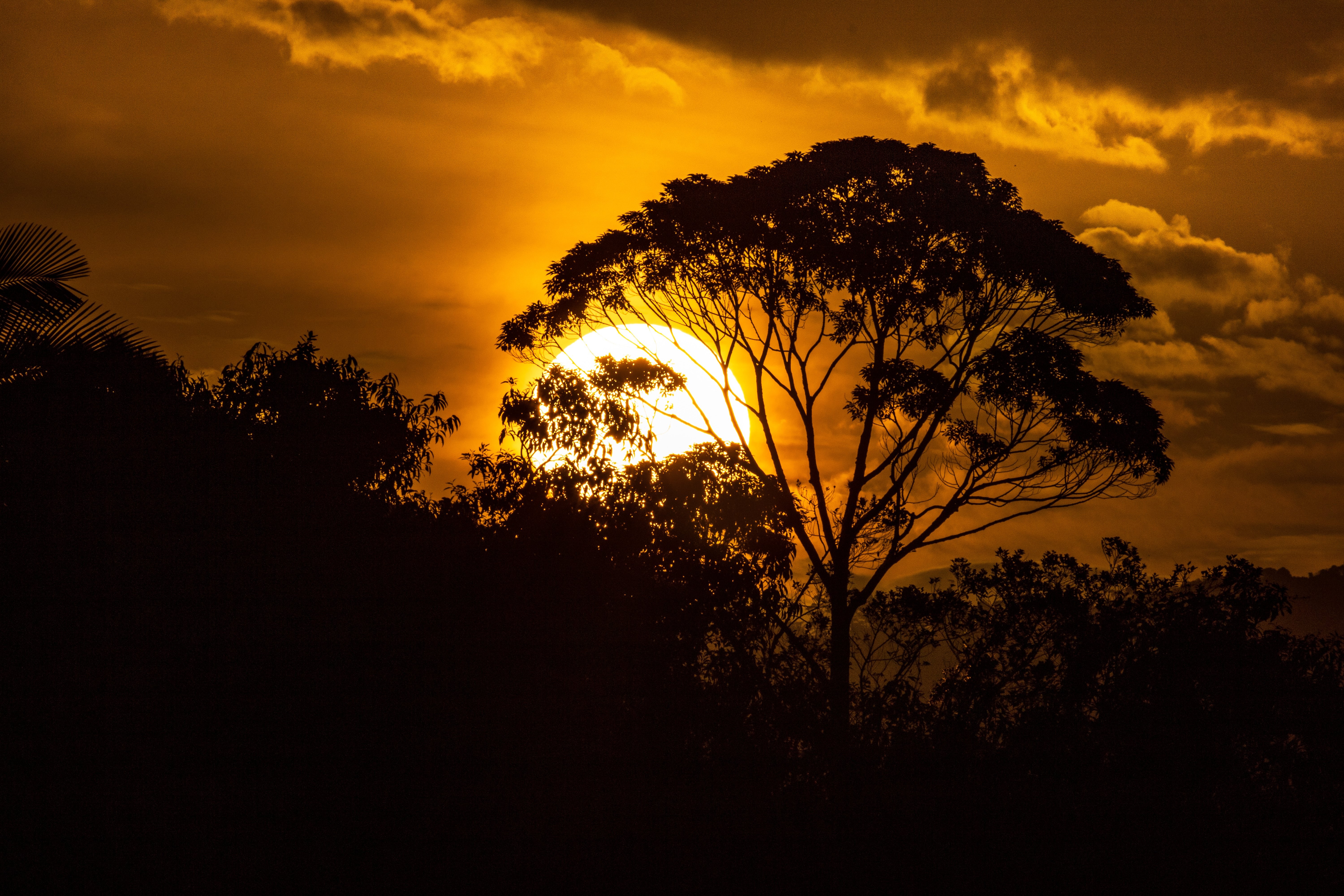 Orange Sunset Silhouettes Nearby Trees – Stunning Photo